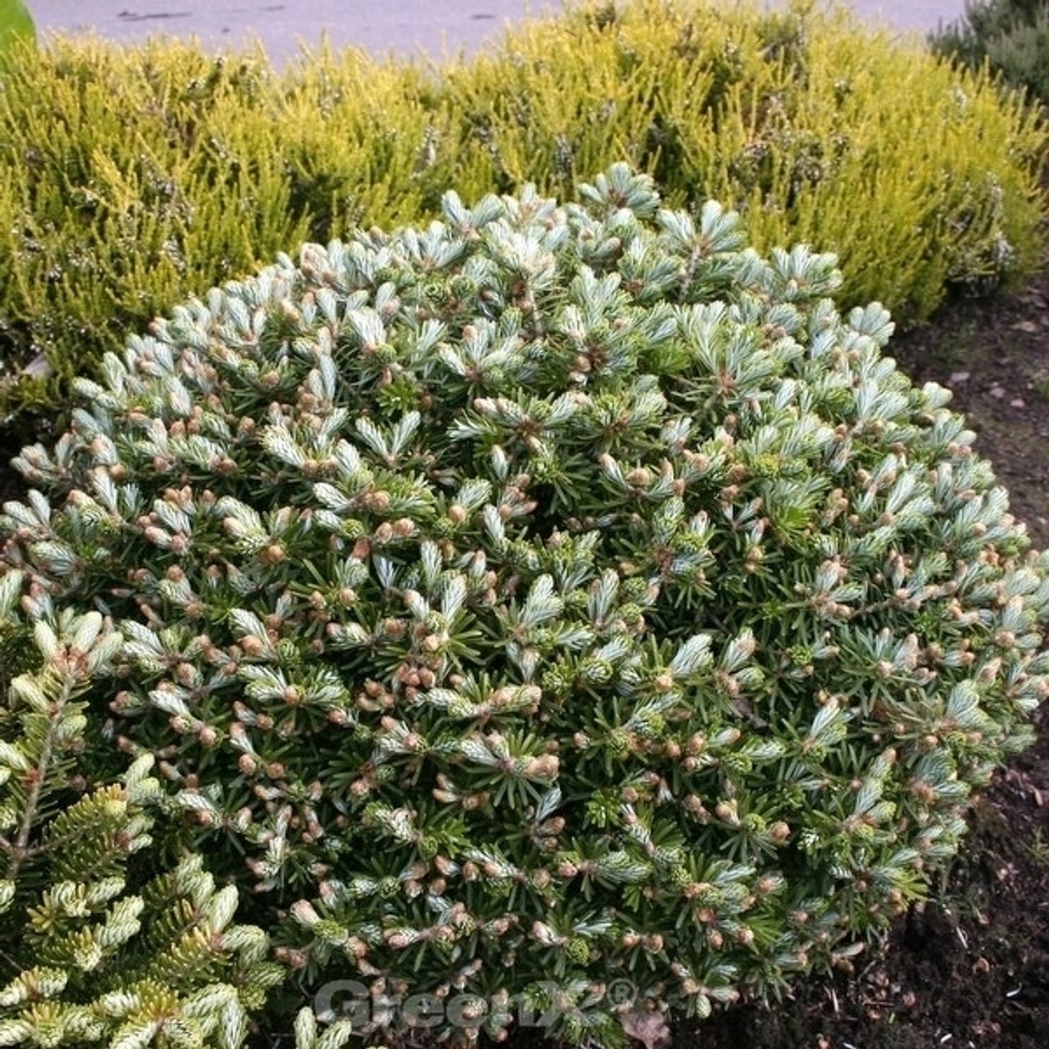 Flache Zwerg Koreatanne Doni Tajuso 20-25cm - Abies koreana günstig online kaufen