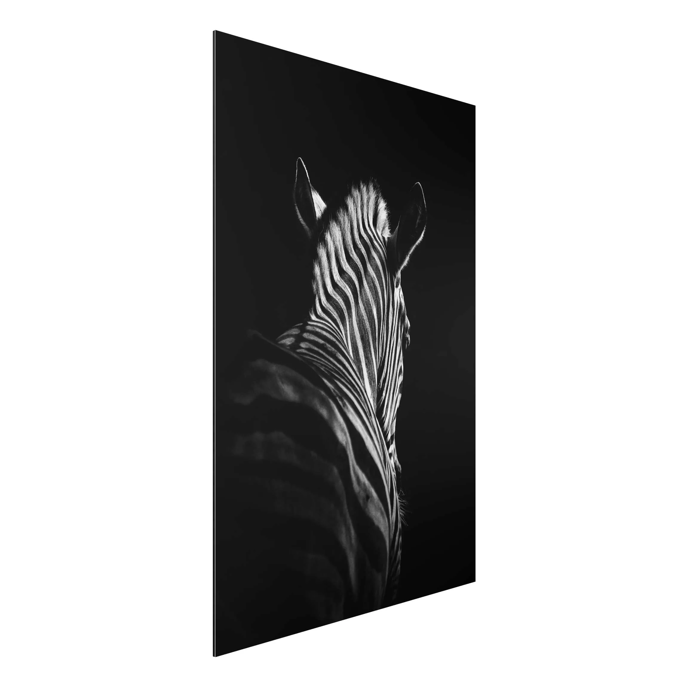 Alu-Dibond Bild Schwarz-Weiß - Hochformat 2:3 Dunkle Zebra Silhouette günstig online kaufen