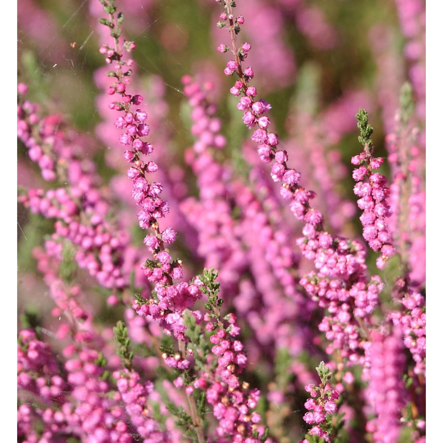 10x Besenheide Red Star - Calluna vulgaris günstig online kaufen