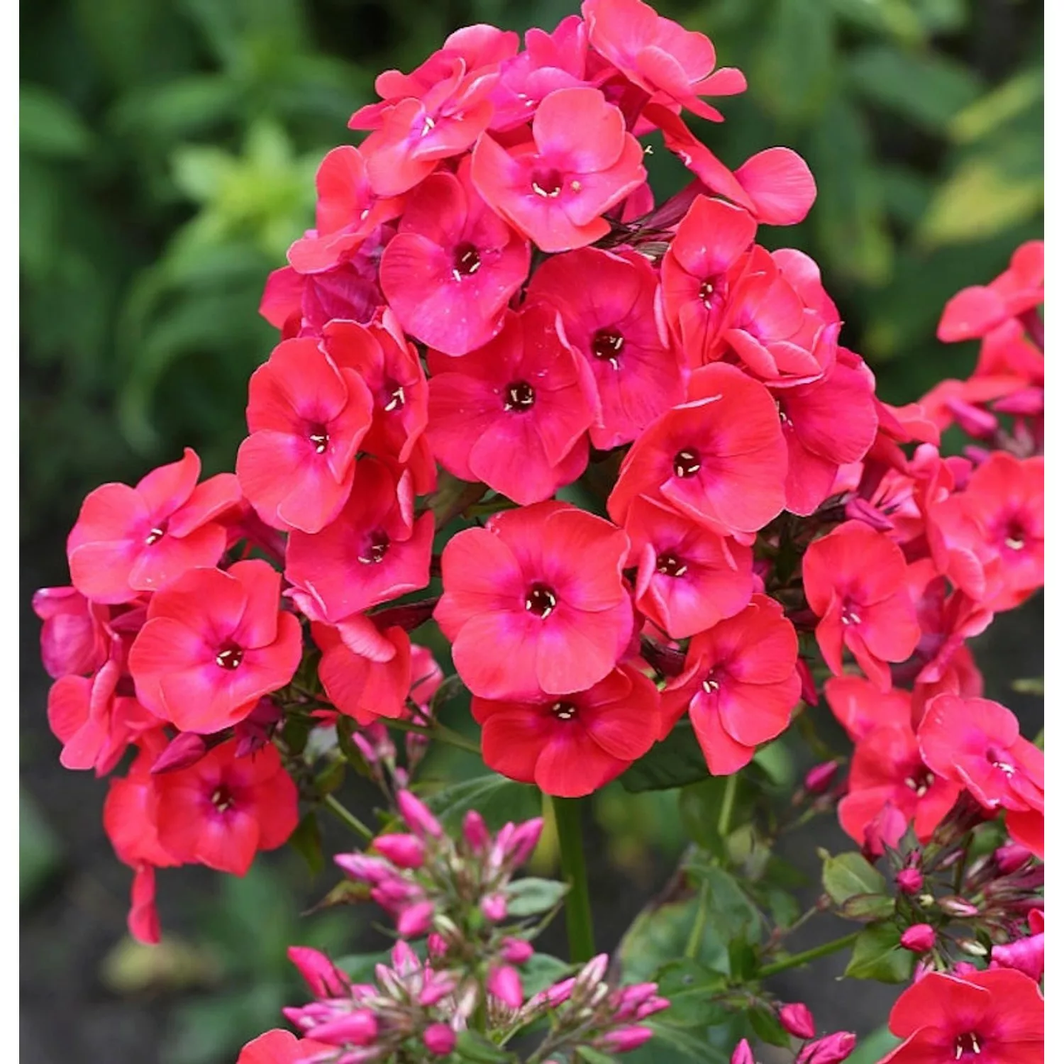 Hohe Flammenblume Raving Beauty - Phlox paniculata günstig online kaufen