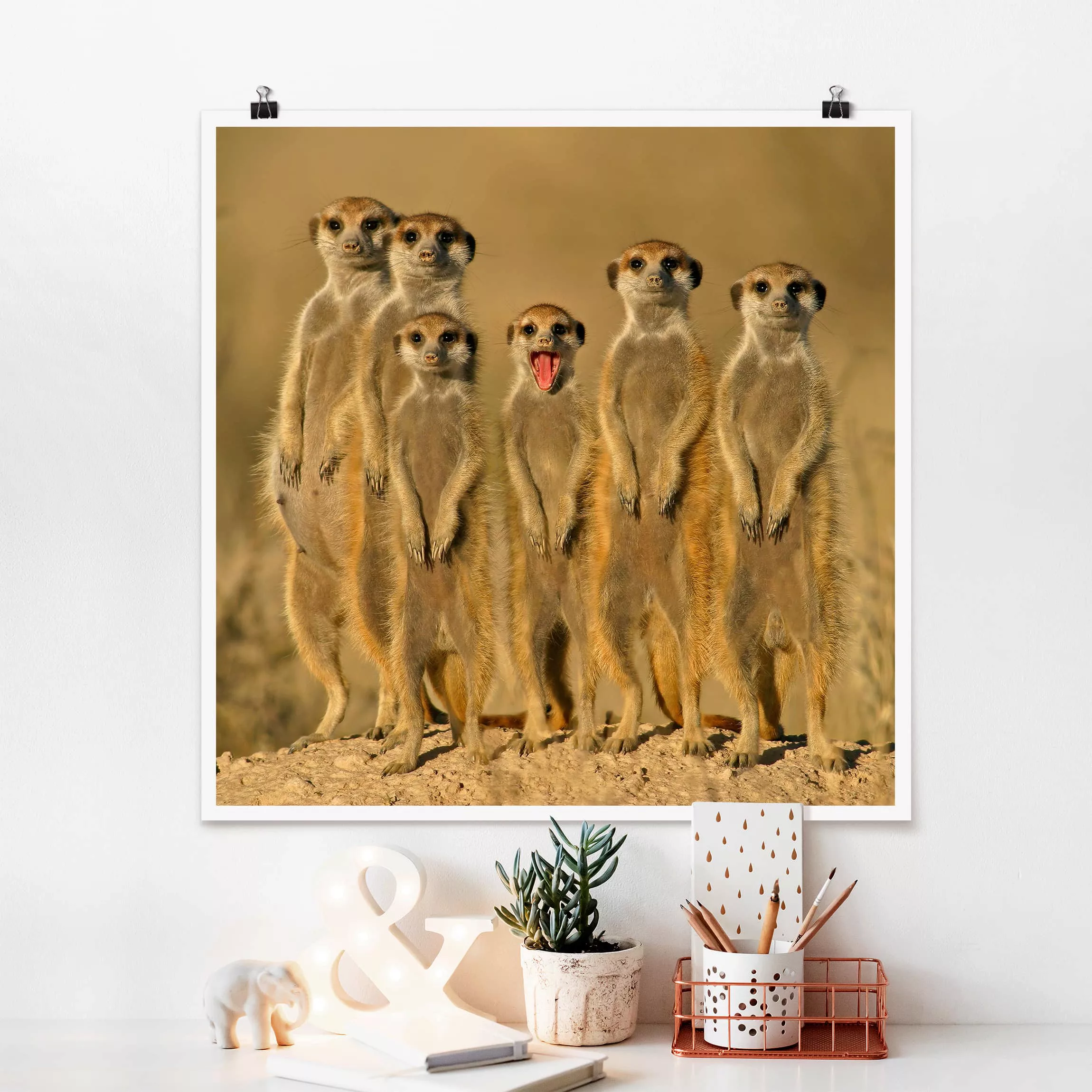 Poster Tiere - Quadrat Meerkat Family günstig online kaufen