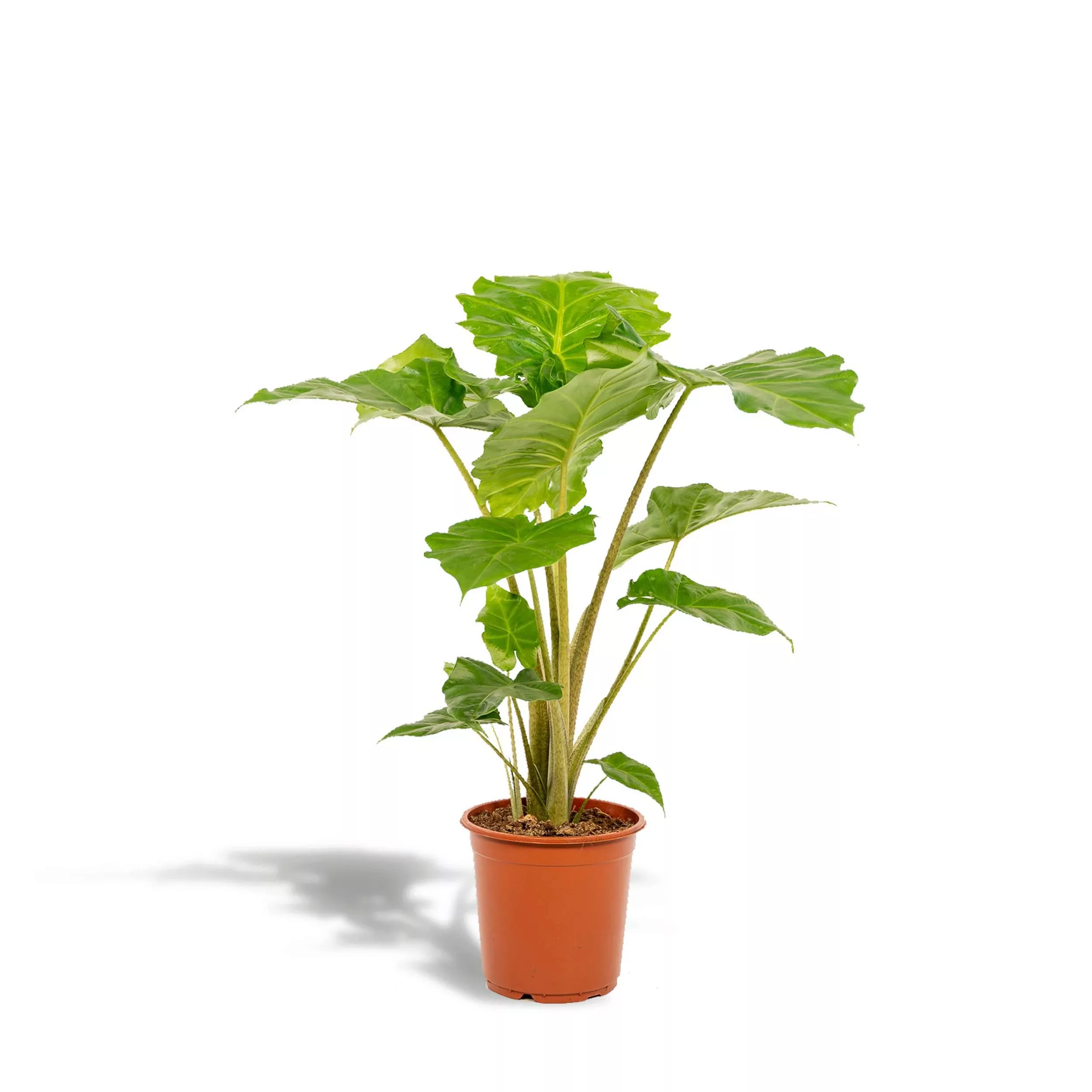 Hello Plants | Alocasia Portodora günstig online kaufen