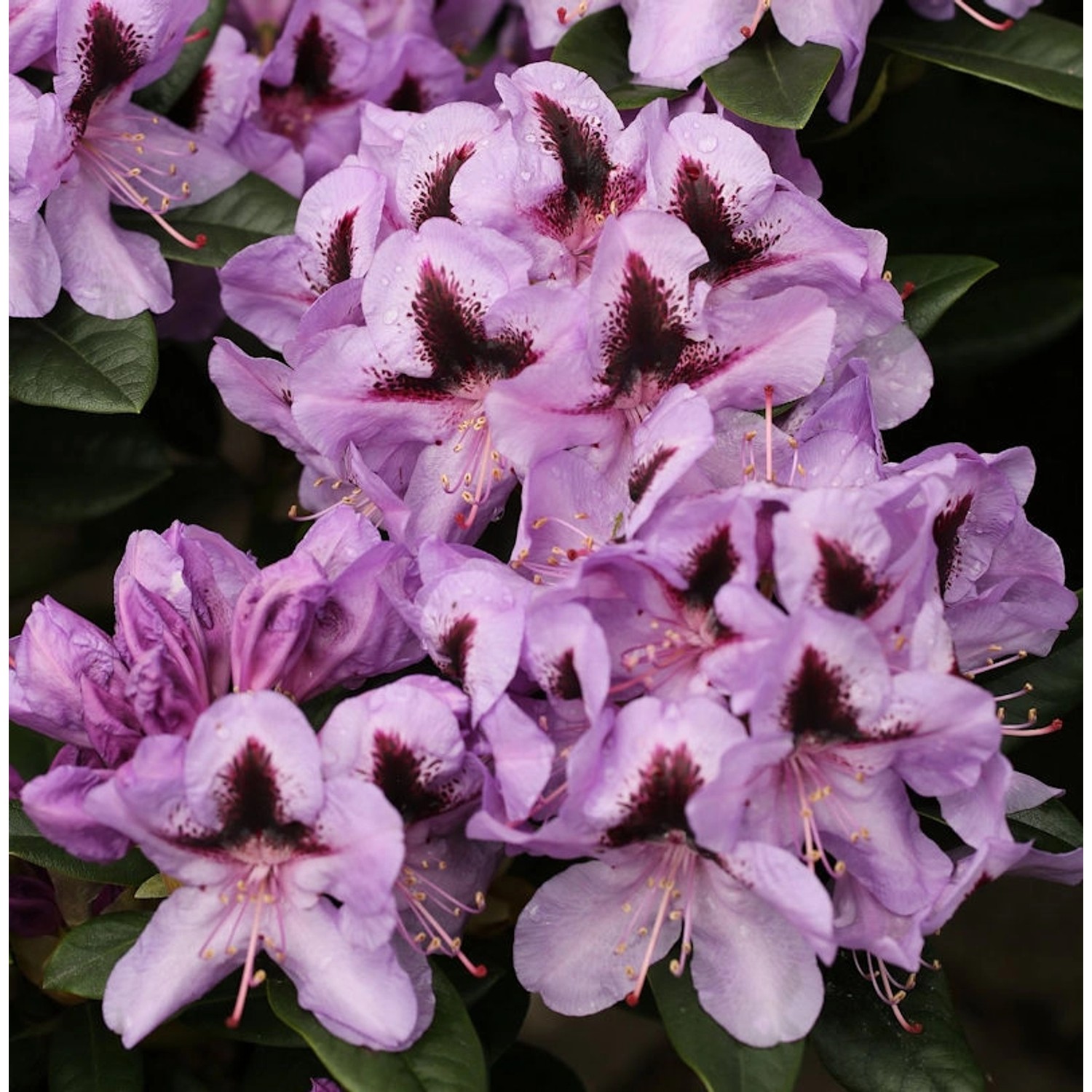 INKARHO - Großblumige Rhododendron Metallica 30-40cm - Alpenrose günstig online kaufen