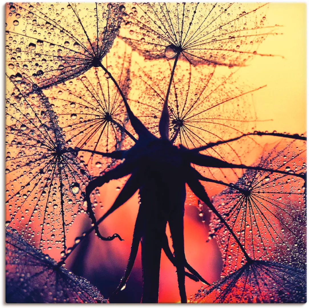 Artland Leinwandbild "Pusteblume im Sonnenuntergang", Blumen, (1 St.), auf günstig online kaufen