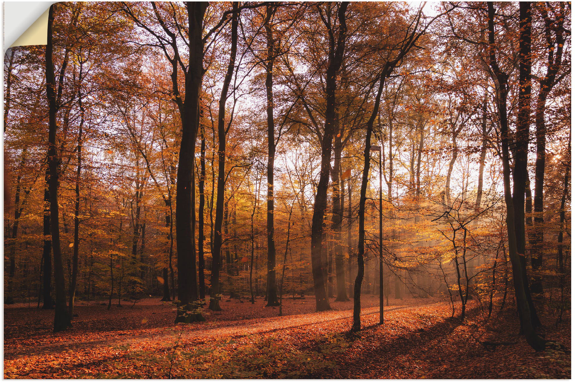 Artland Wandbild »Sonnenaufgang im Herbst II«, Wald, (1 St.), als Alubild, günstig online kaufen