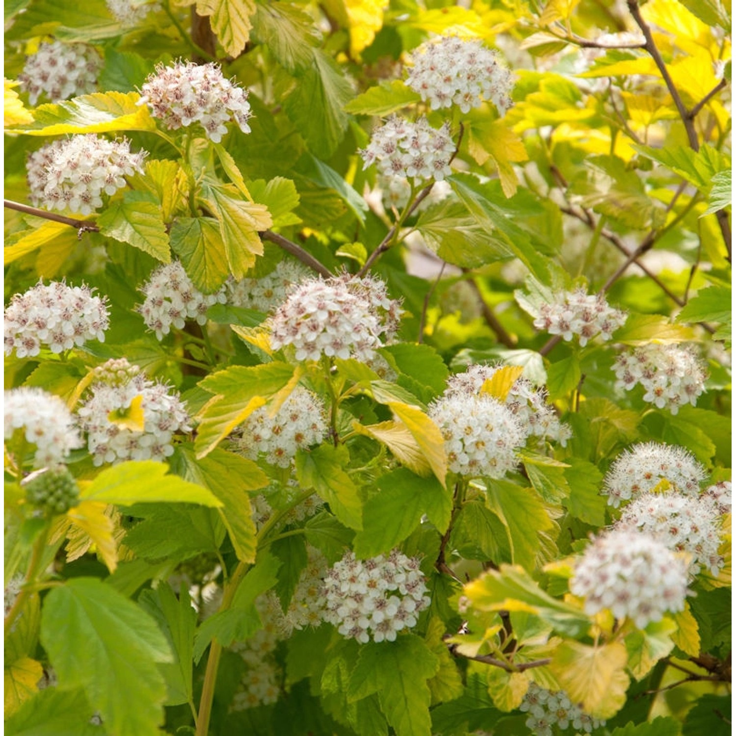 Blasenspiere Darts Gold 80-100cm - Physocarpus opulifolius günstig online kaufen