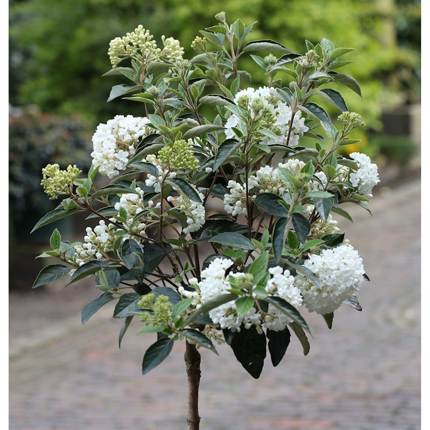 Hochstamm Schneeball Eskimo 60-80cm - Viburnum erubes günstig online kaufen