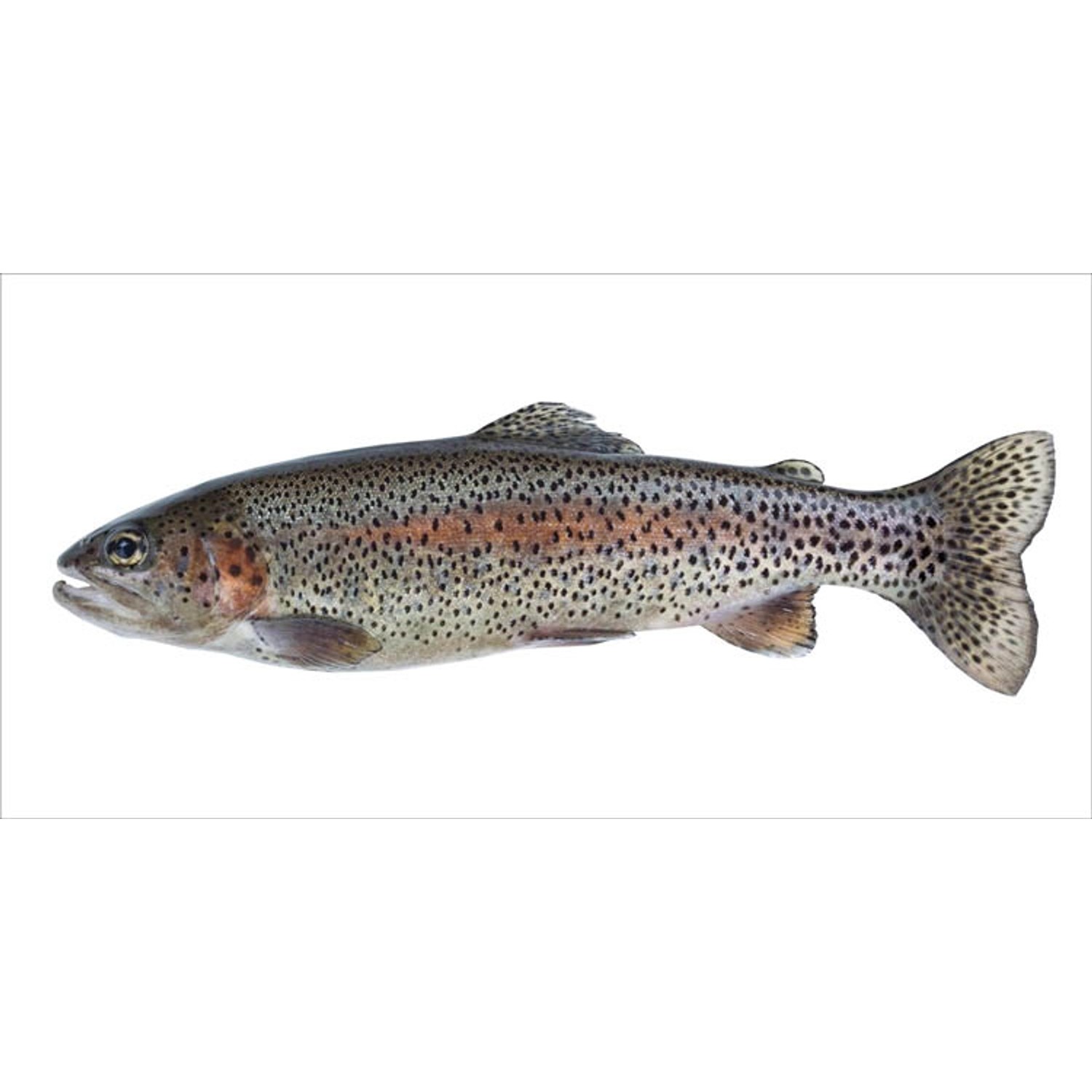 ESTAhome Wandtattoo Fisch Grau und Lachsrosa 97 x 48,5 cm 159041 günstig online kaufen