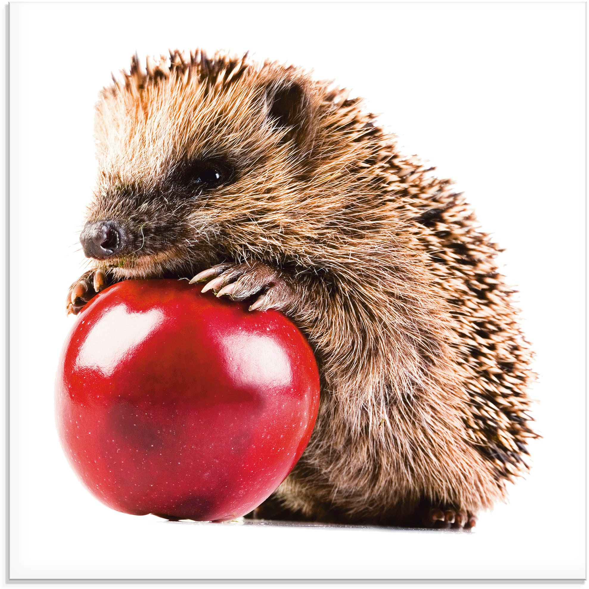 Artland Glasbild "Glücklicher Igel", Wildtiere, (1 St.), in verschiedenen G günstig online kaufen