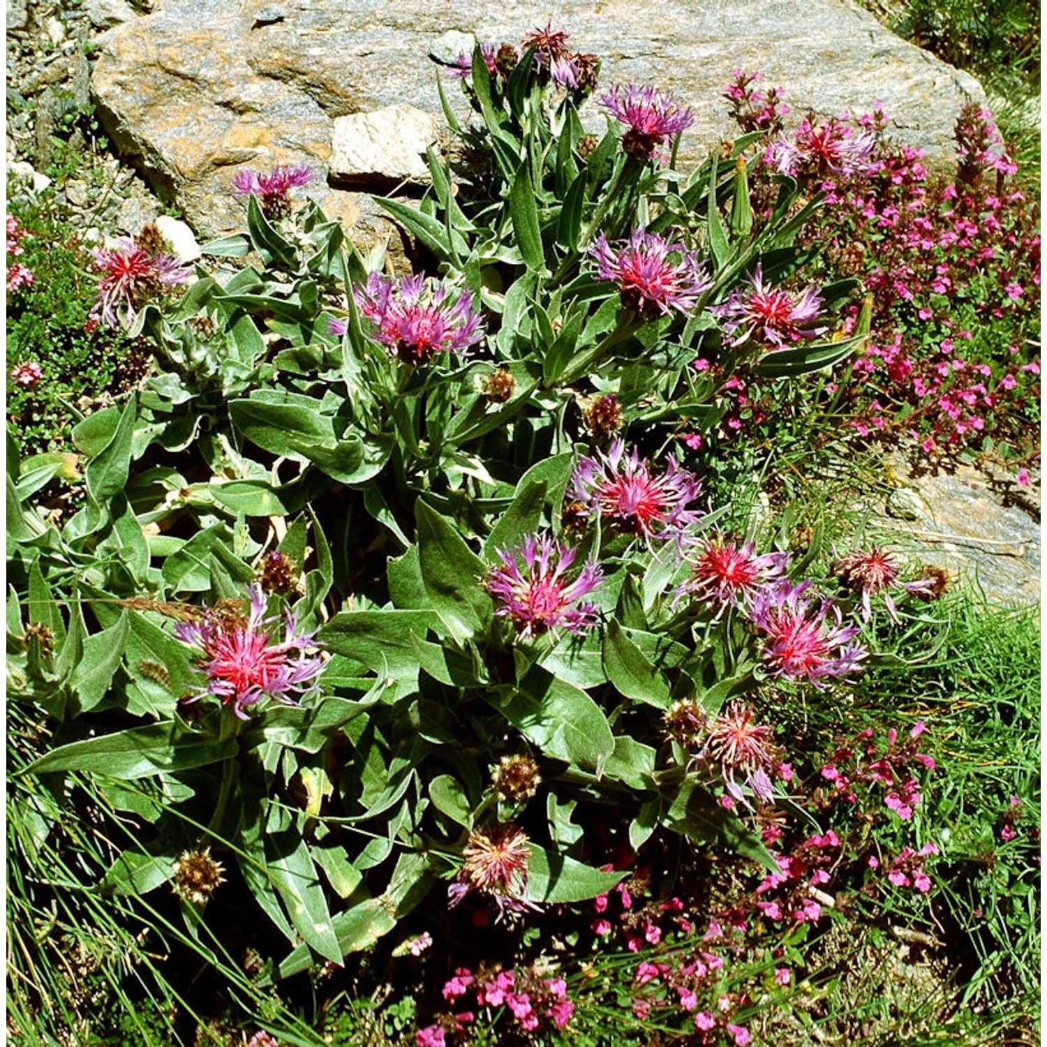 Bergflockenblume Rosea - Centaurea montana günstig online kaufen