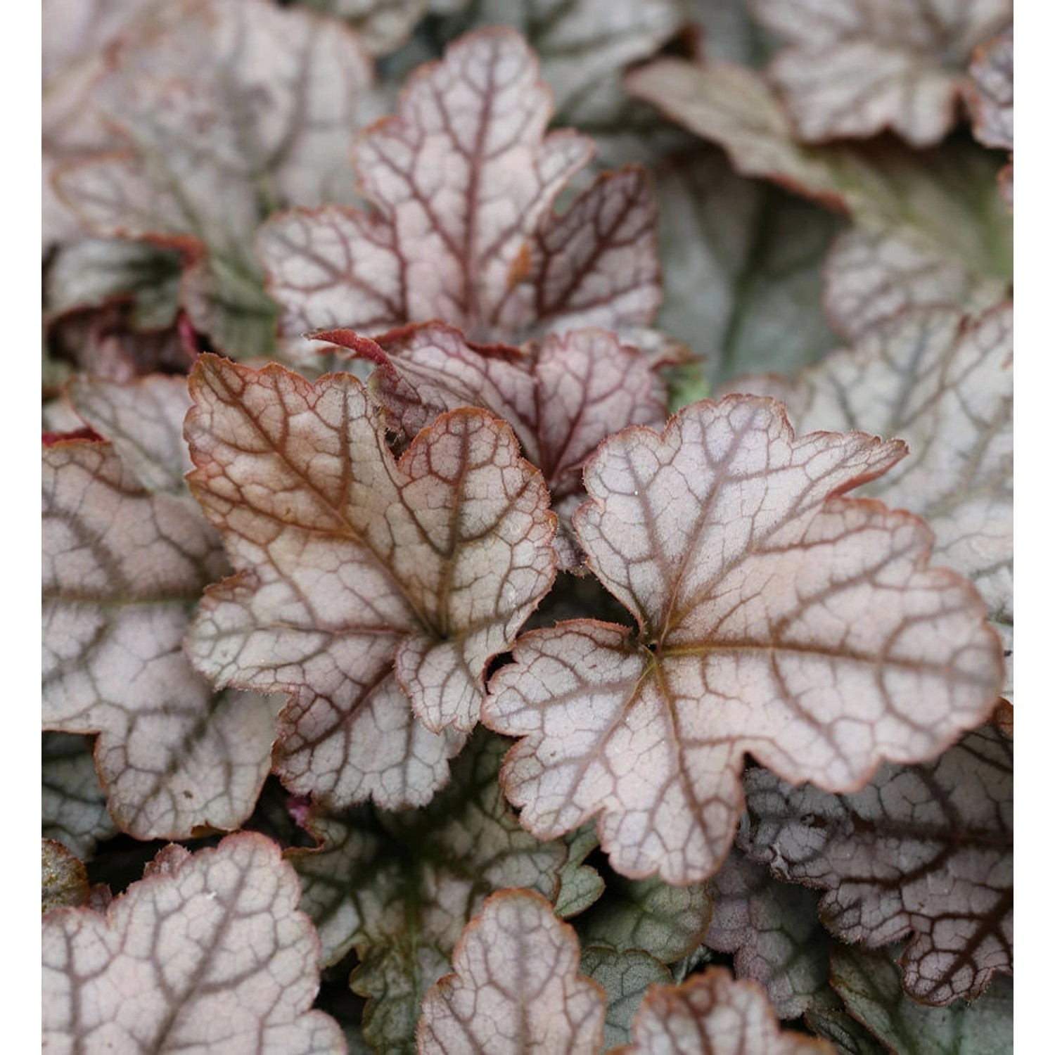 Teppich Purpurglöckchen Quicksilver - Heucherella tiarelloides günstig online kaufen