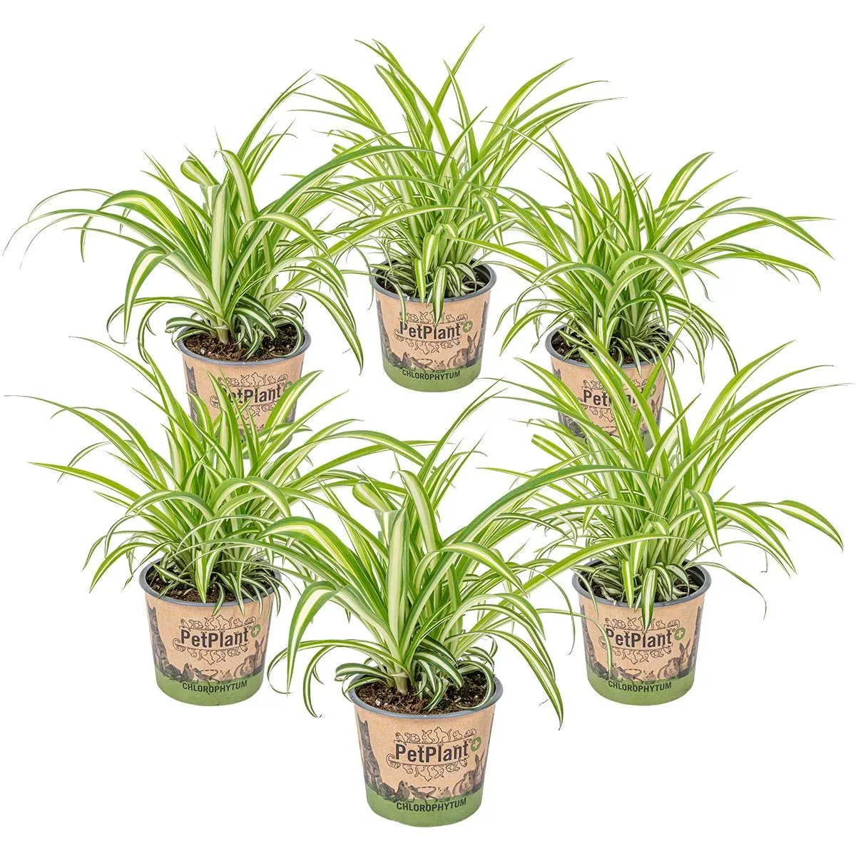 Casa Caron | 6er Set Chlorophytum Variegatum günstig online kaufen