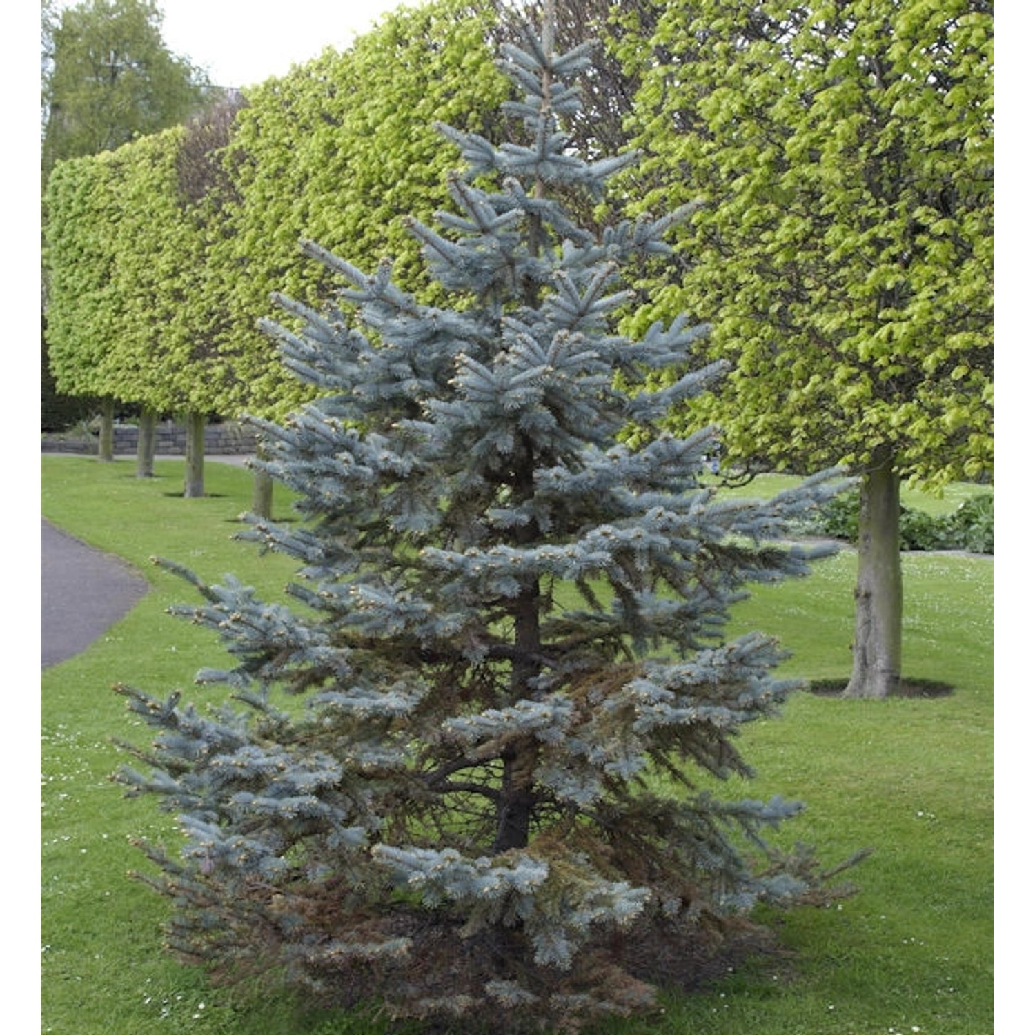 Silberfichte Blaufichte Hoopsii 60-70cm - Picea pungens günstig online kaufen