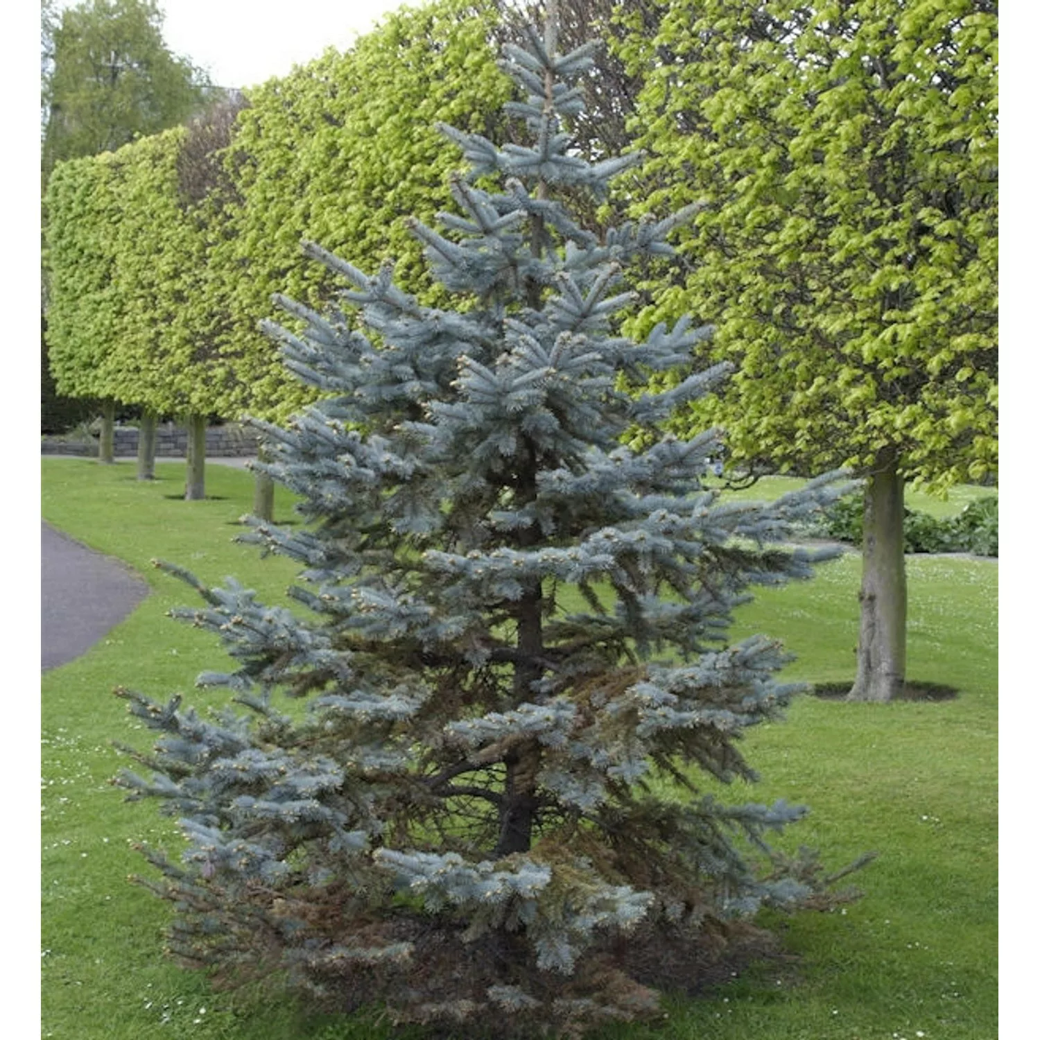 Silberfichte Blaufichte Hoopsii 20-25cm - Picea pungens günstig online kaufen