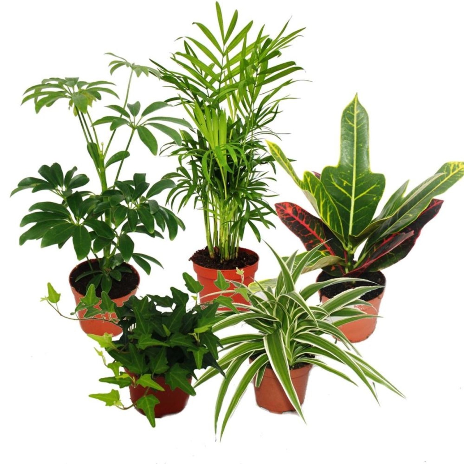 Exotenherz Großes Zimmerpflanzen Set mit 5 Pflanzen 9cm günstig online kaufen