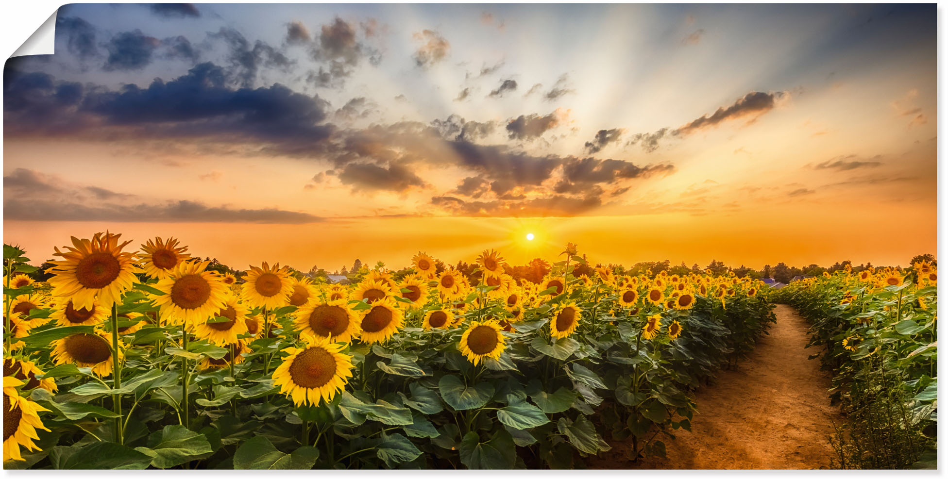 Artland Wandbild "Sonnenblumenfeld bei Sonnenuntergang", Blumenbilder, (1 S günstig online kaufen