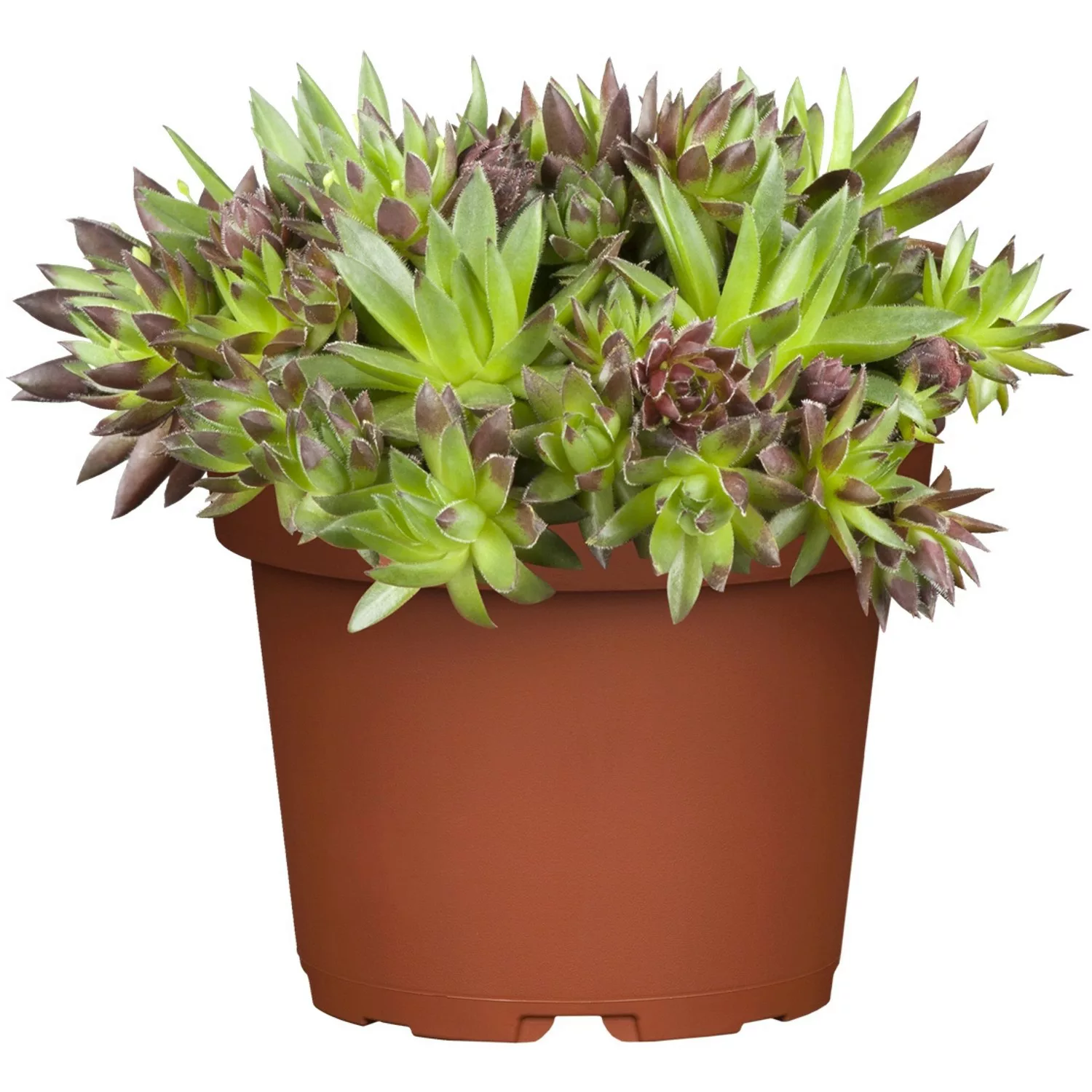 GROW by OBI Hauswurz Topf-Ø ca. 13 cm Sempervivum günstig online kaufen