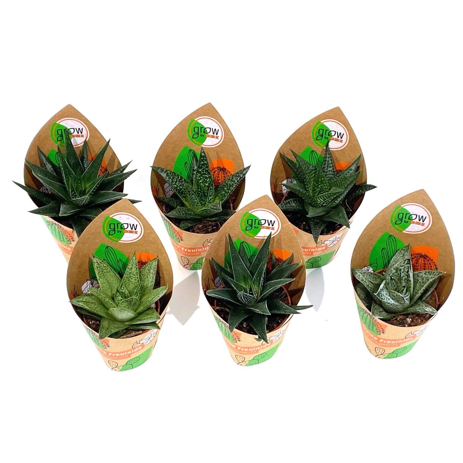 GROW by OBI Haworthie 6-fach sortiert Topf-Ø ca. 5,5 cm Haworthia günstig online kaufen