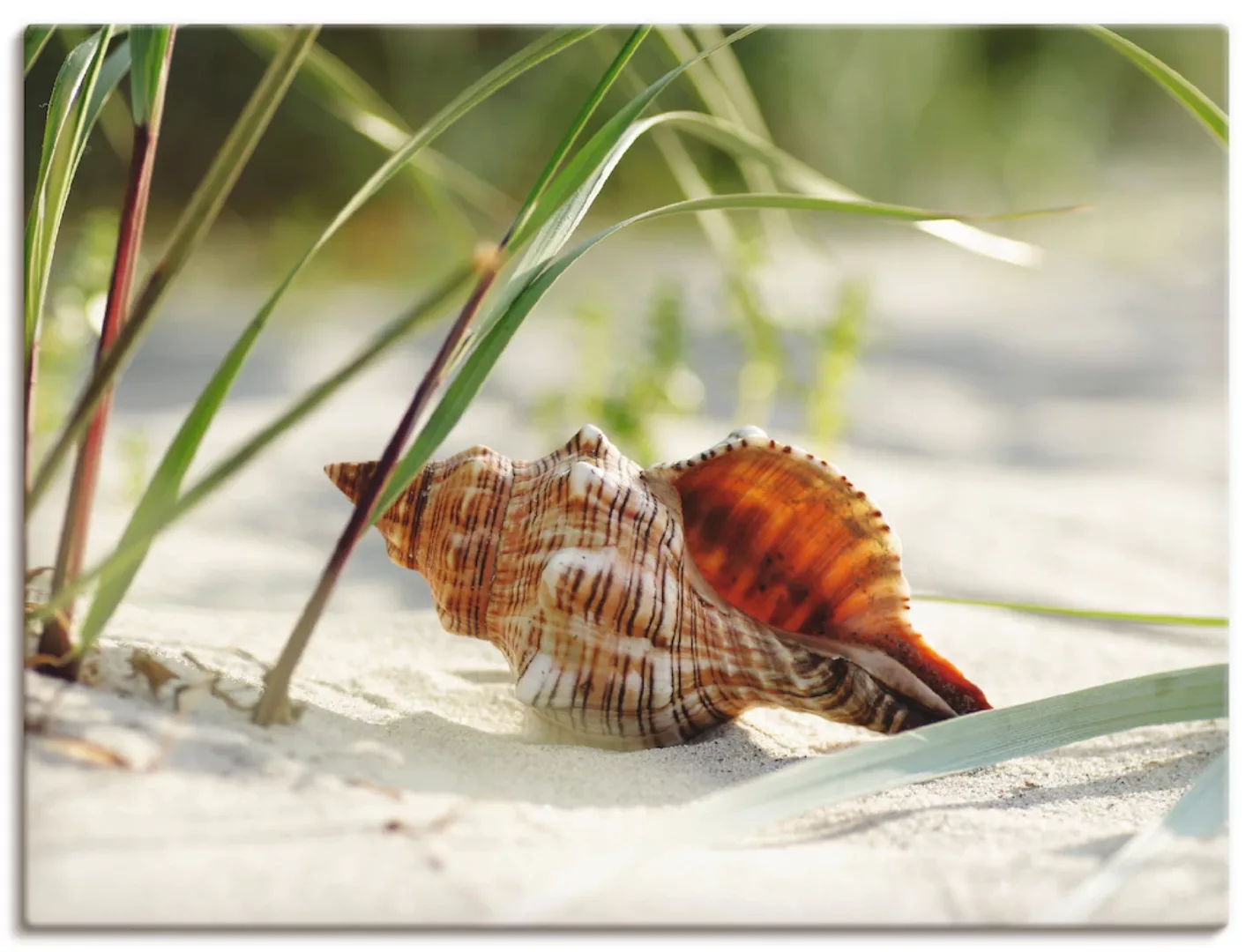 Artland Wandbild »Große Muschel am Strand«, Wassertiere, (1 St.) günstig online kaufen