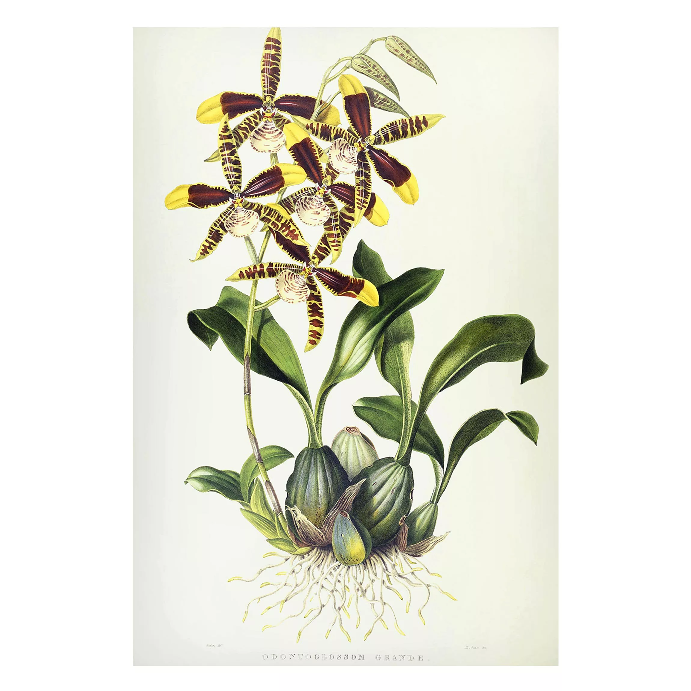 Magnettafel Blumen - Hochformat 2:3 Maxim Gauci - Orchidee II günstig online kaufen