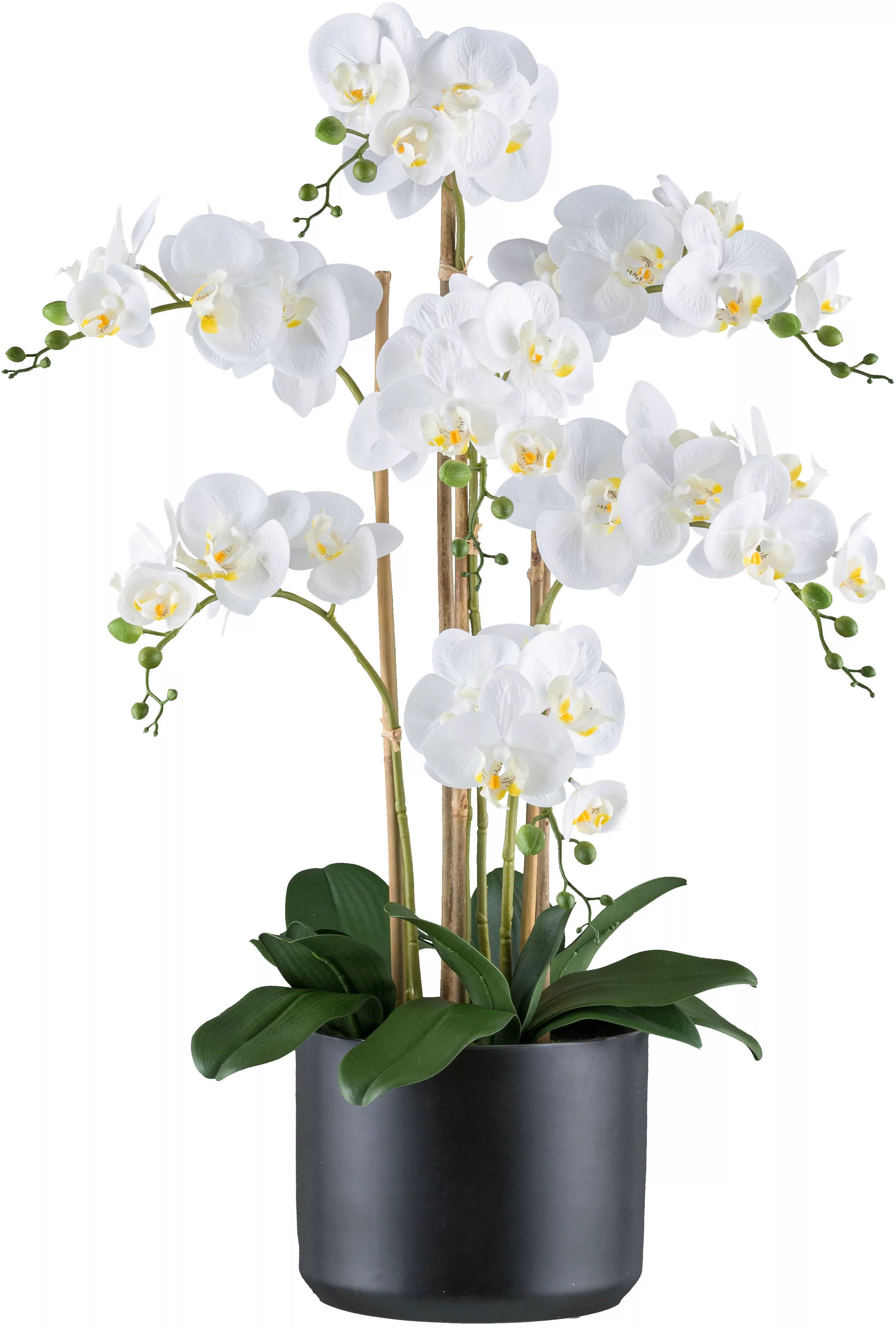 Creativ green Kunstorchidee "Orchidee Phalaenopsis", mit Keramiktopf in mat günstig online kaufen