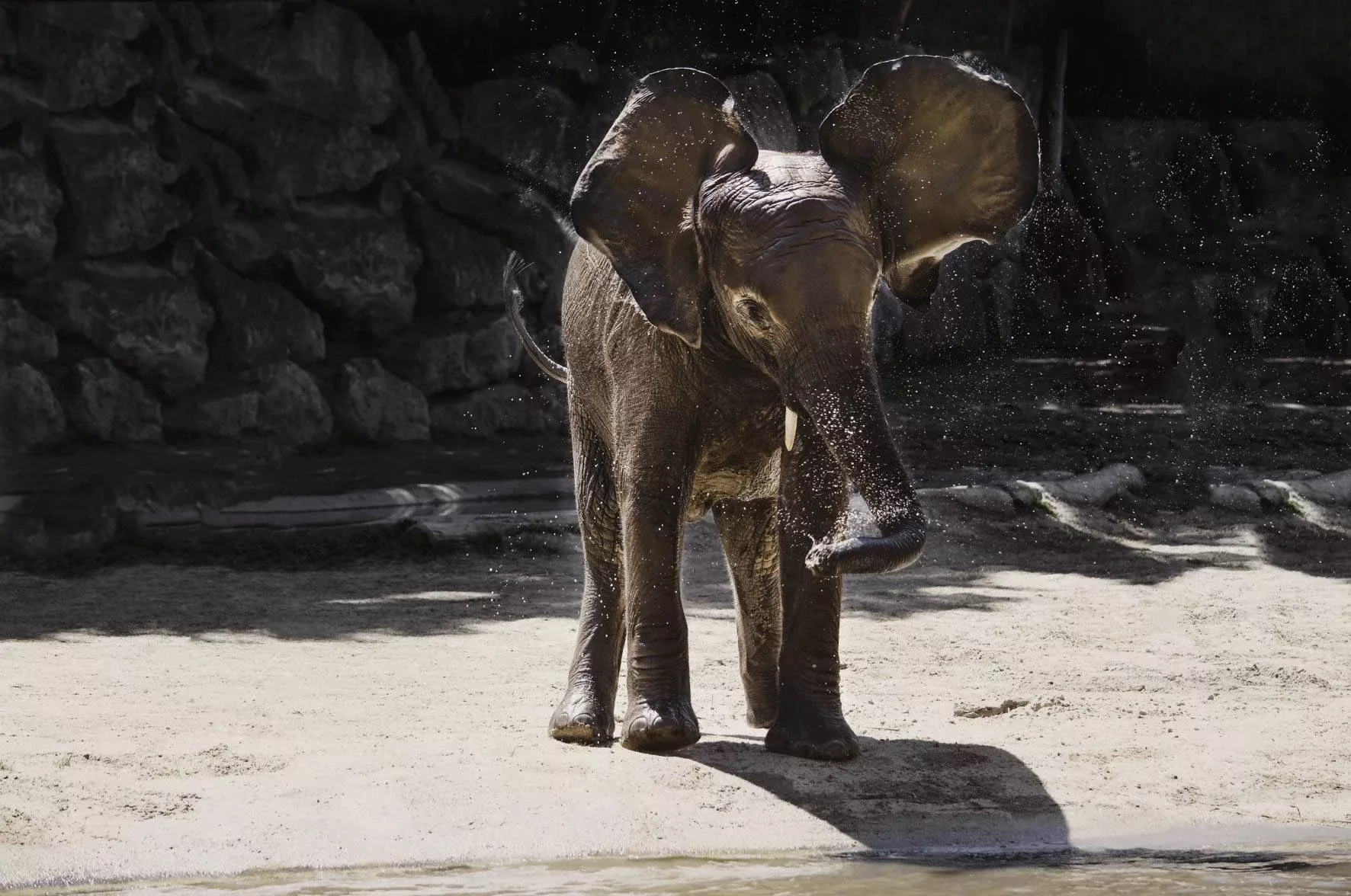 Wandkraft | Wanddekoration Elefant günstig online kaufen