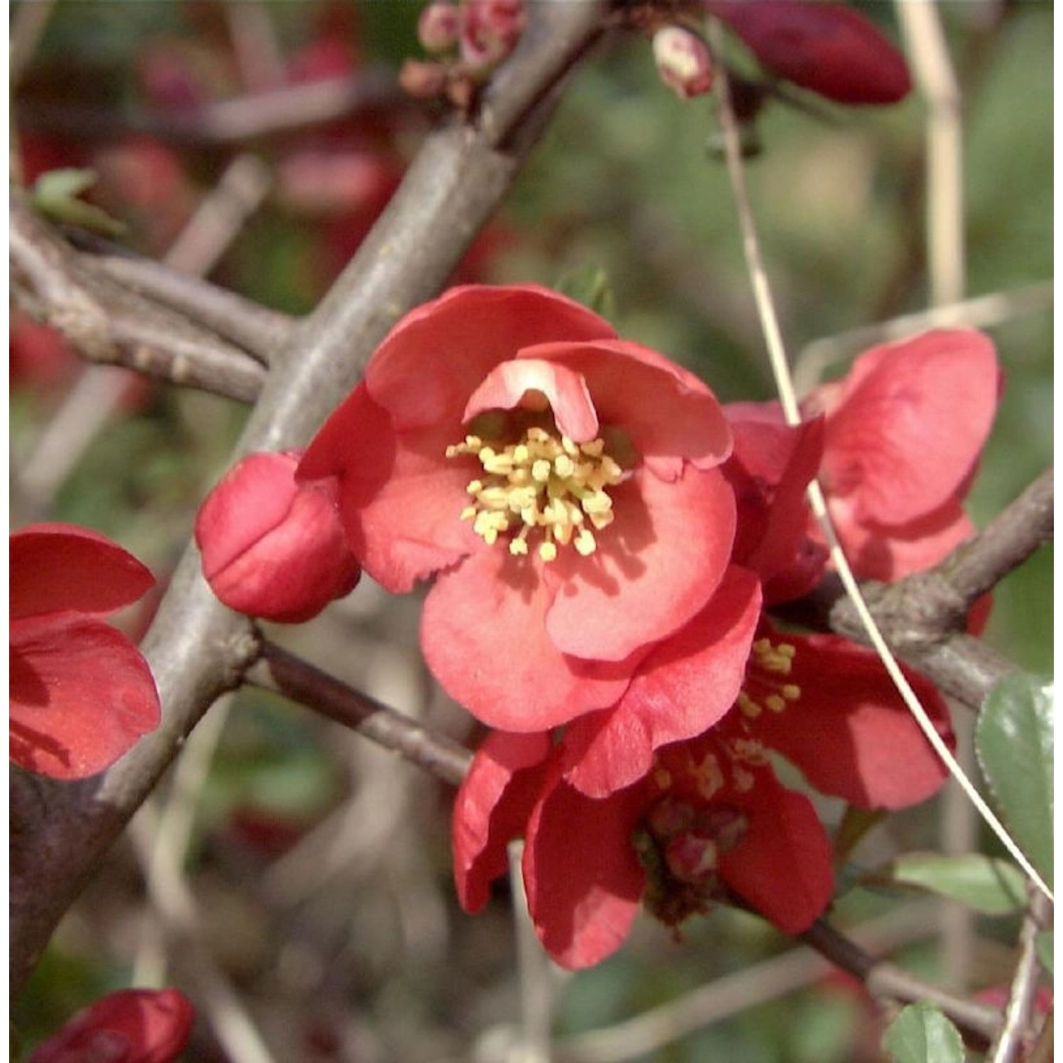 Zierquitte Texas Scarlet 30-40cm - Chaenomeles japonica günstig online kaufen