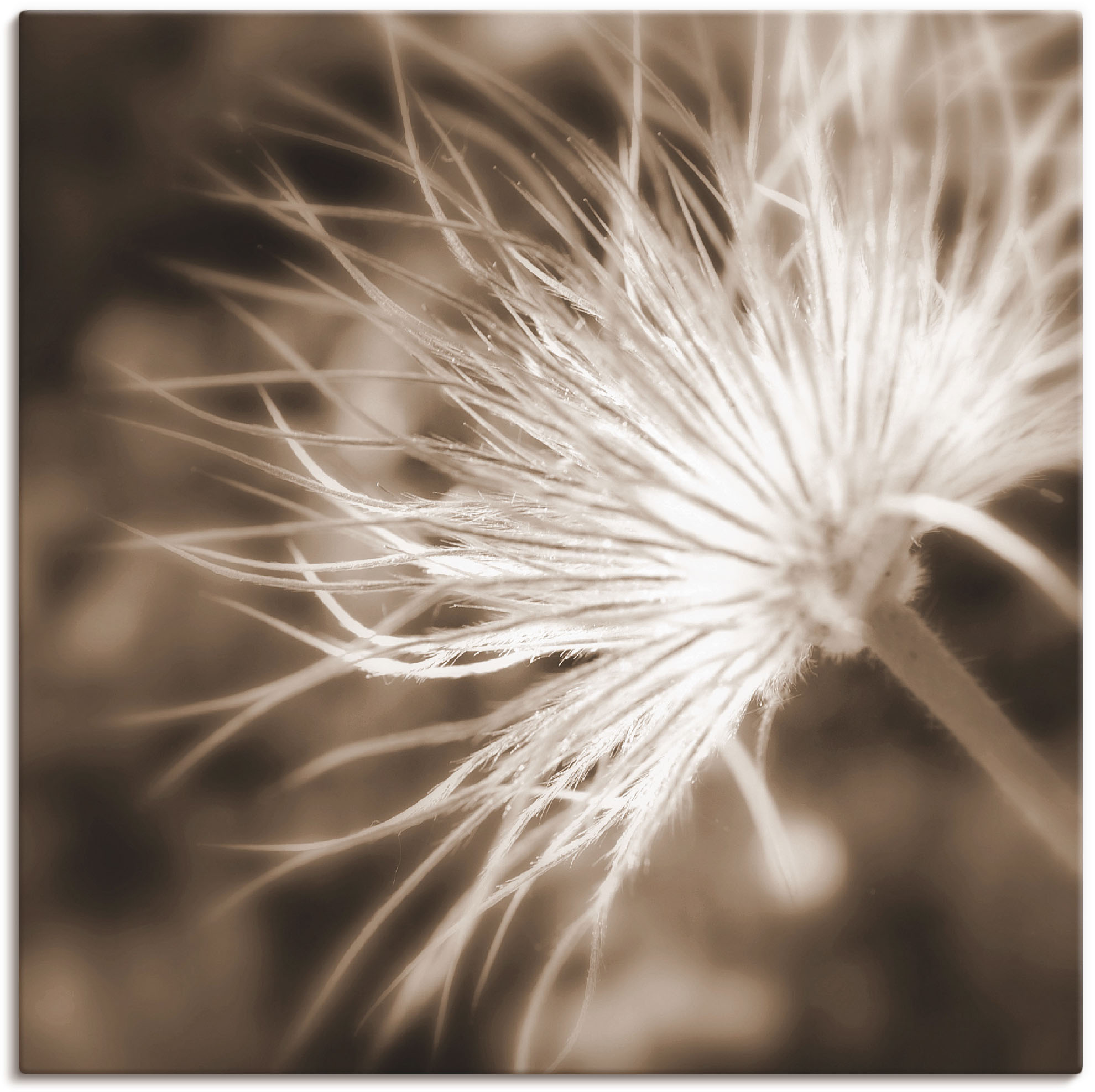 Artland Wandbild "leicht wie eine Feder", Blumen, (1 St.), als Leinwandbild günstig online kaufen