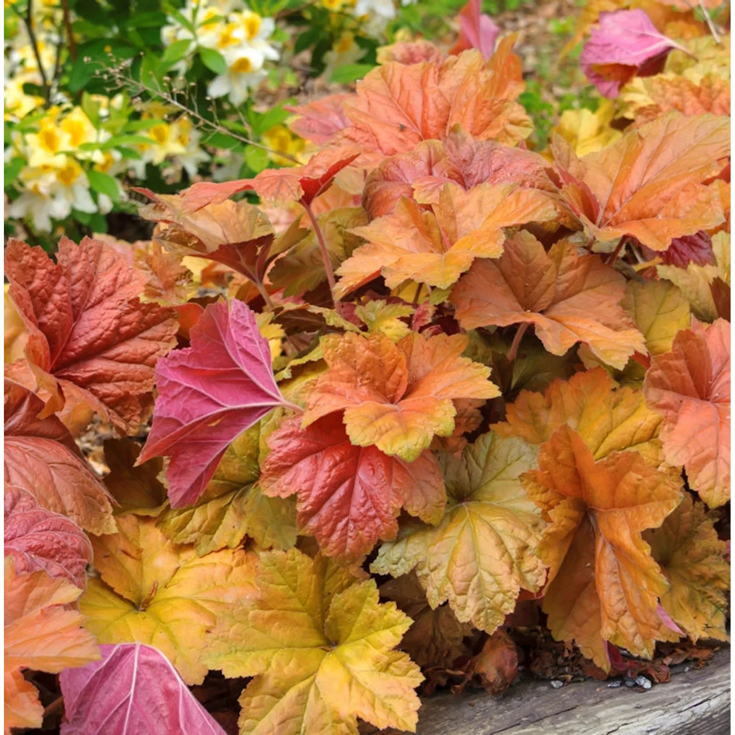 Purpurglöckchen Brownies - Heuchera villosa günstig online kaufen