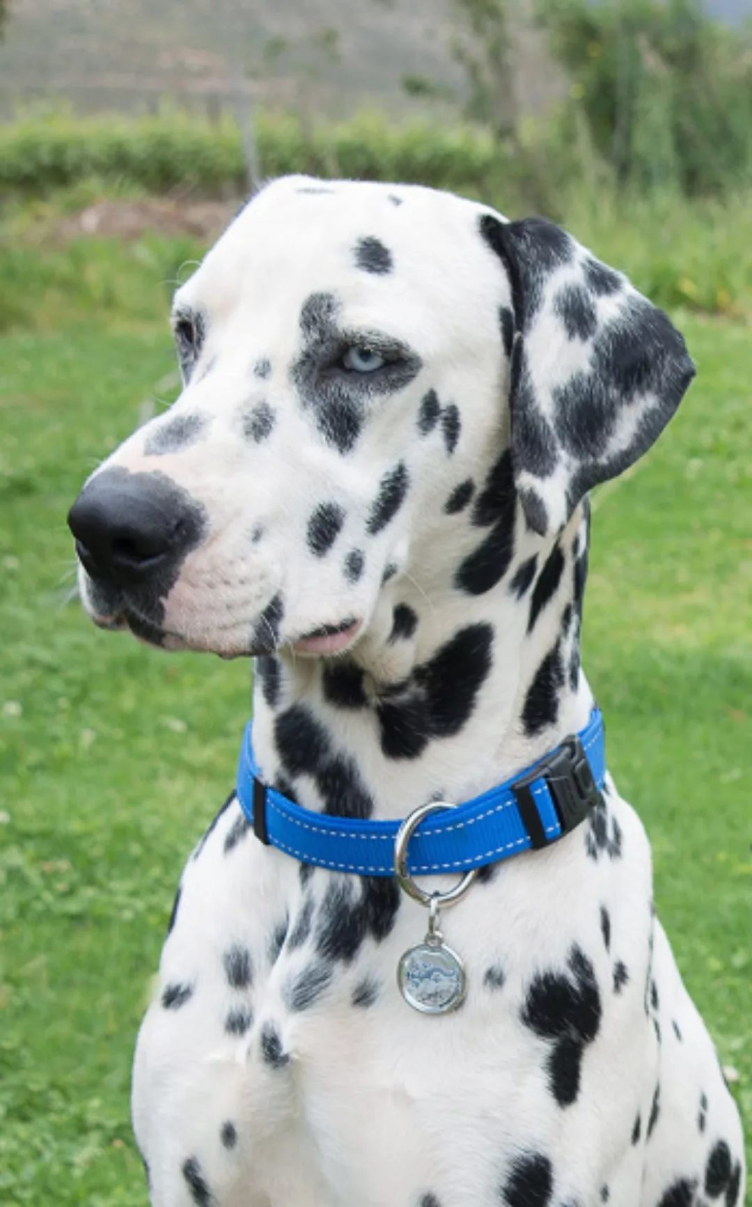 Hundehalsband Fanbelt 34-56 Cm Nylon Blau günstig online kaufen