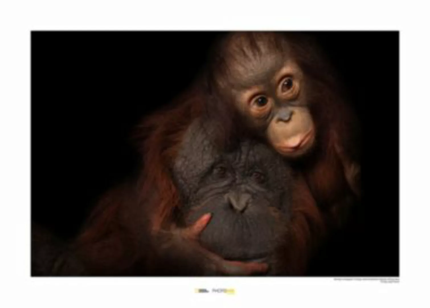 KOMAR Wandbild - Bornean Orangutan - Größe: 70 x 50 cm mehrfarbig Gr. one s günstig online kaufen
