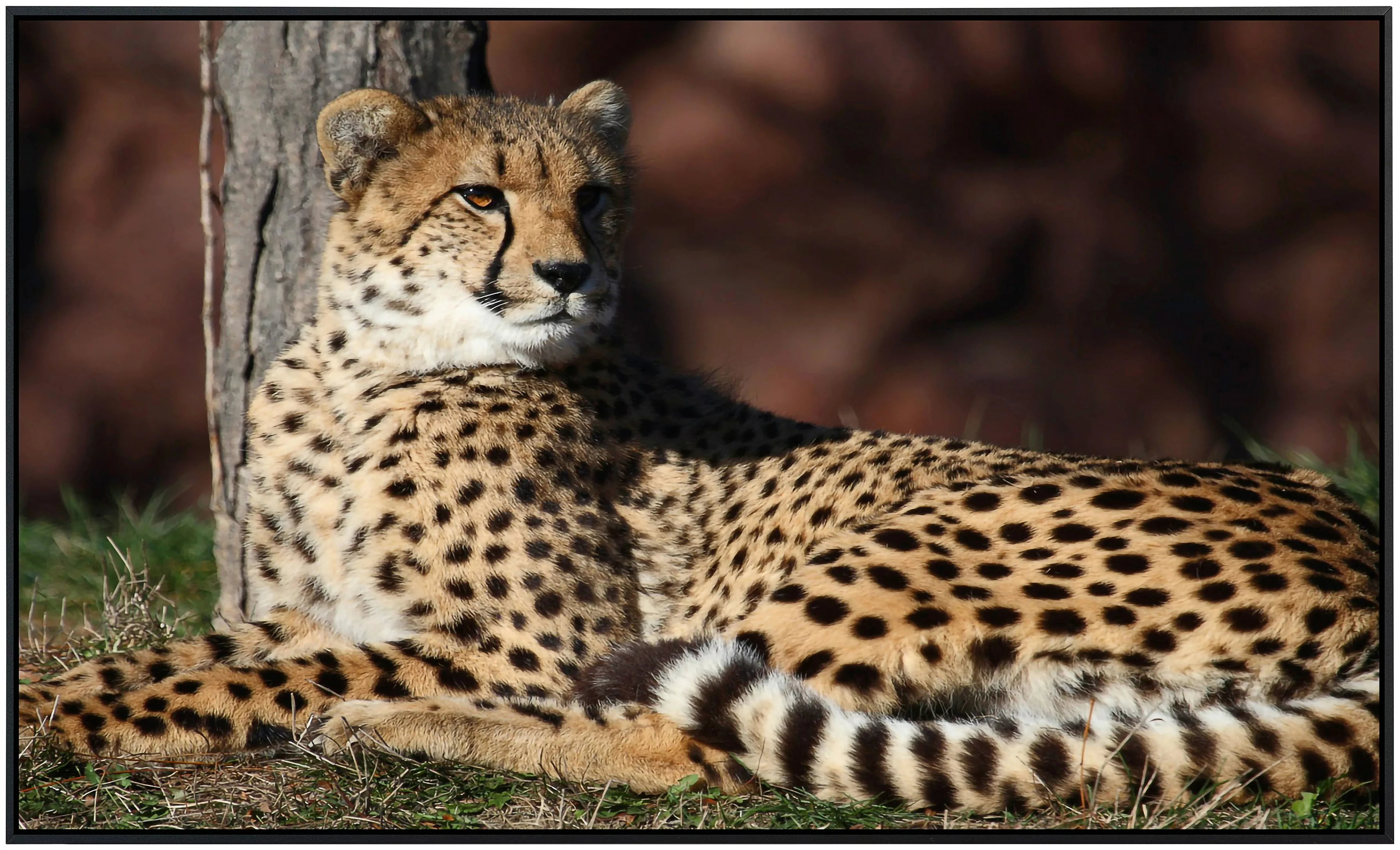Papermoon Infrarotheizung »Leopard«, sehr angenehme Strahlungswärme günstig online kaufen