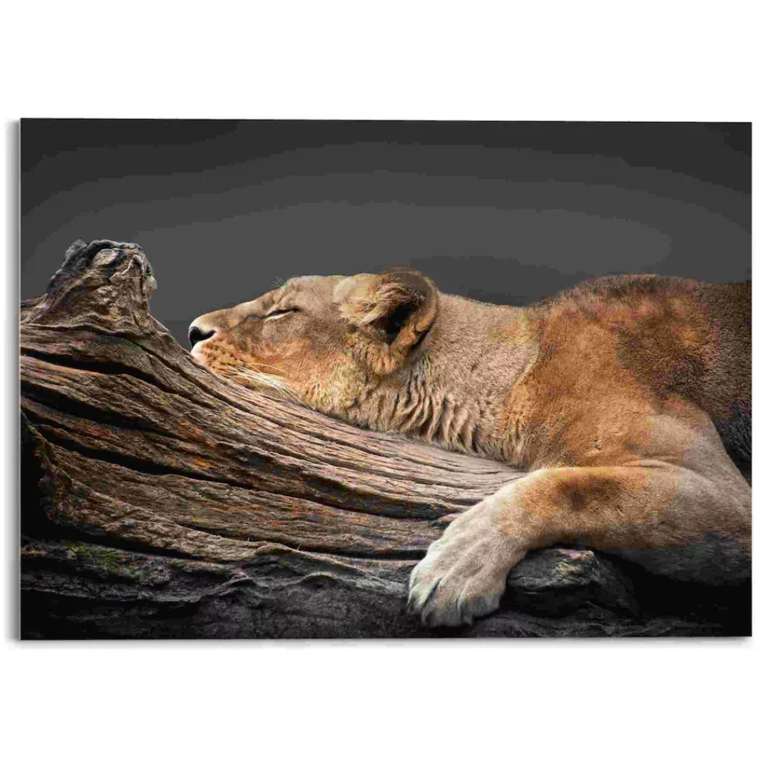 Reinders! Acrylglasbild »Ruhende Löwin« günstig online kaufen