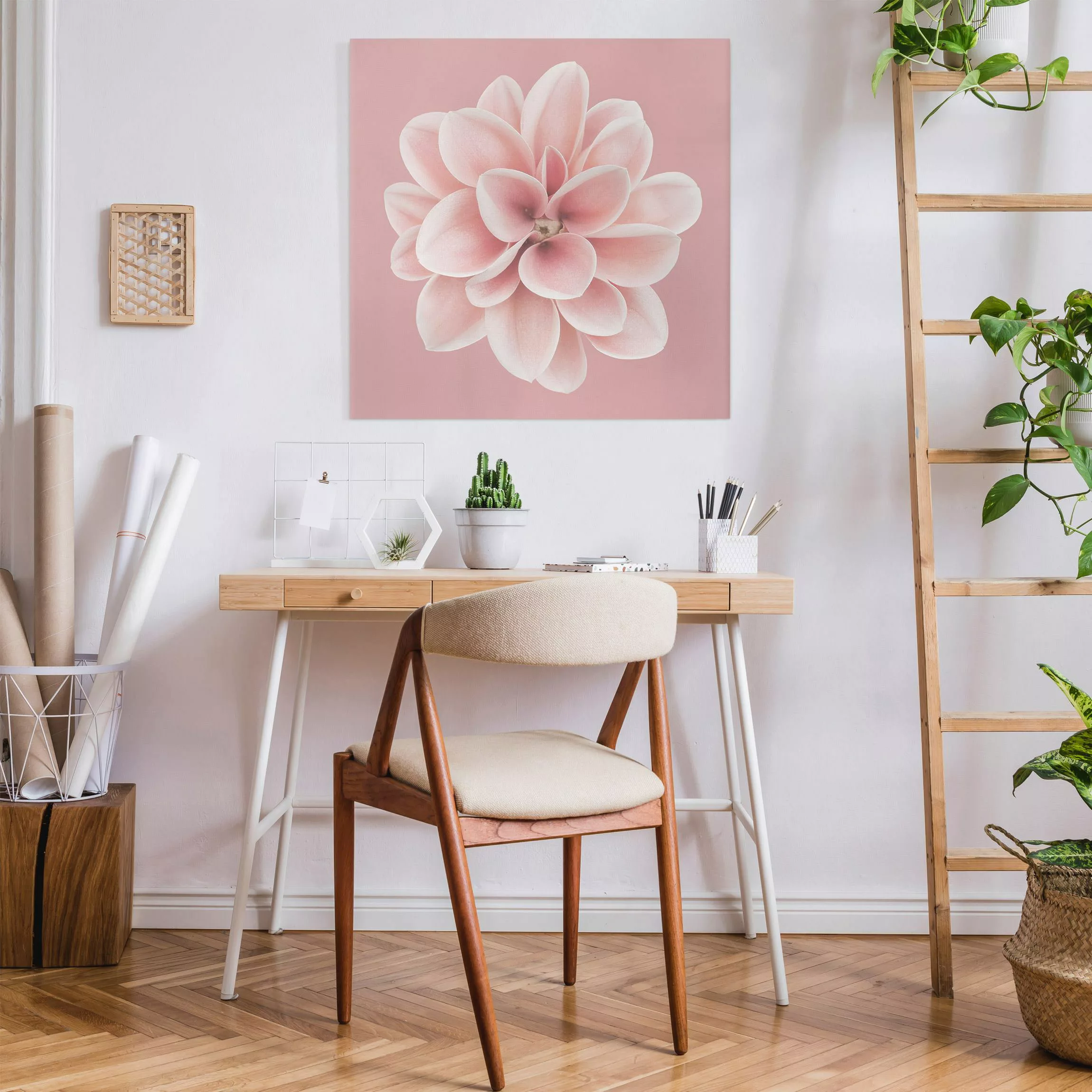 Leinwandbild Dahlie Rosa Blush Blume Zentriert günstig online kaufen