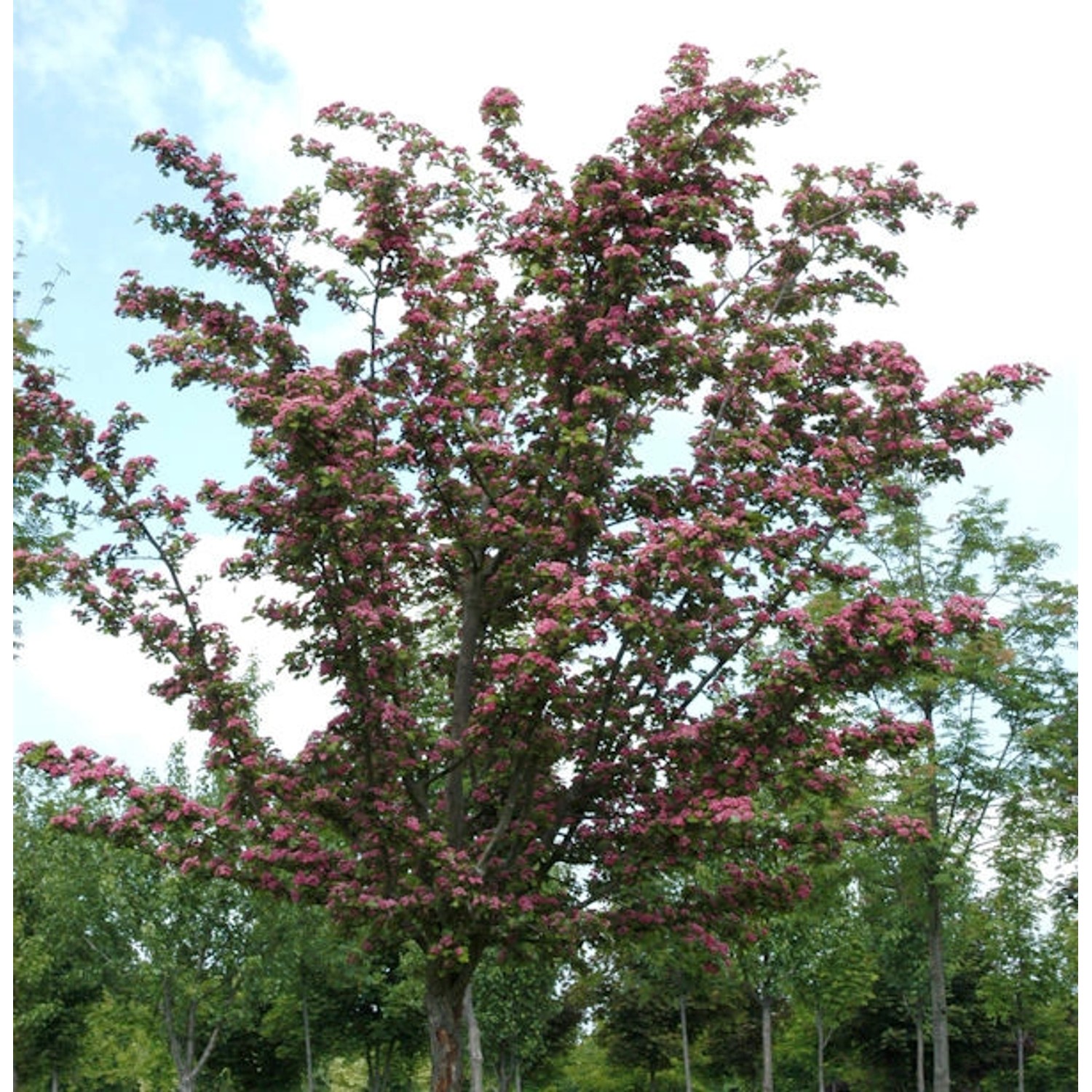 Kaskaden Rotdorn Crimson Cloud 80-100cm - Crataegus laevigata günstig online kaufen