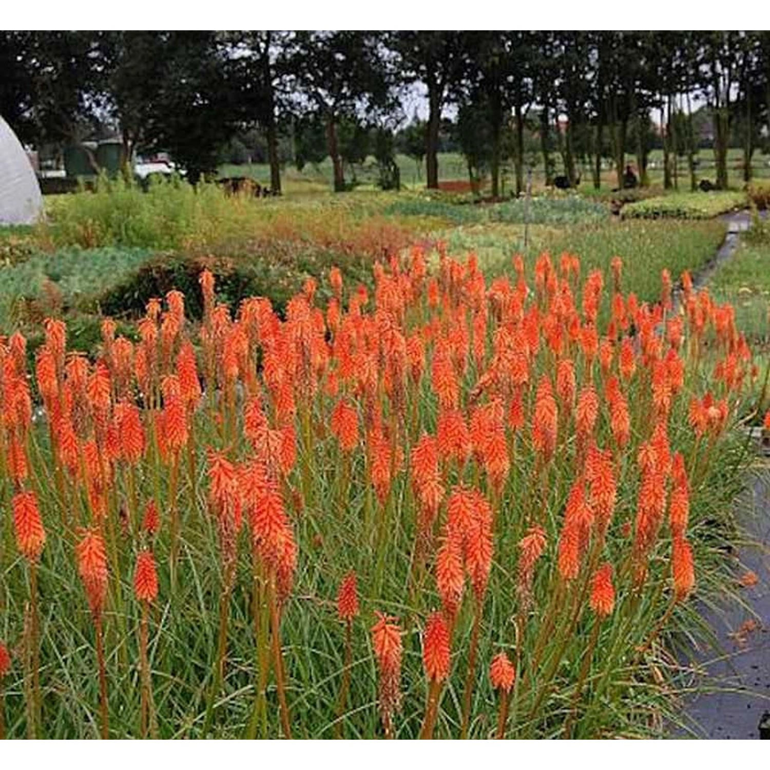 Fackellilie Alcazar - Kniphofia uvaria günstig online kaufen