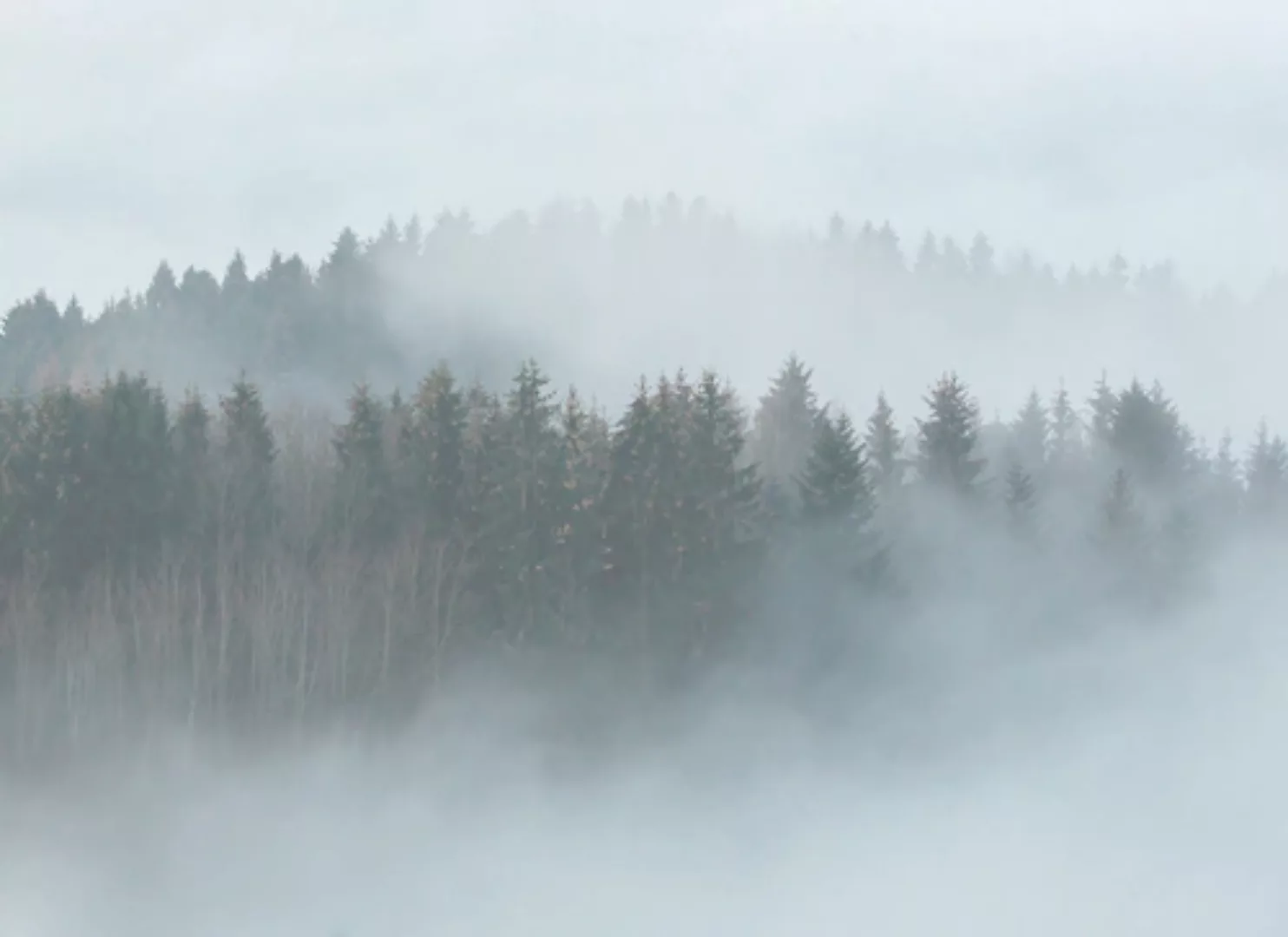 Fototapete Landschaft Wald Grün Grau Braun 3,50 m x 2,55 m FSC® günstig online kaufen