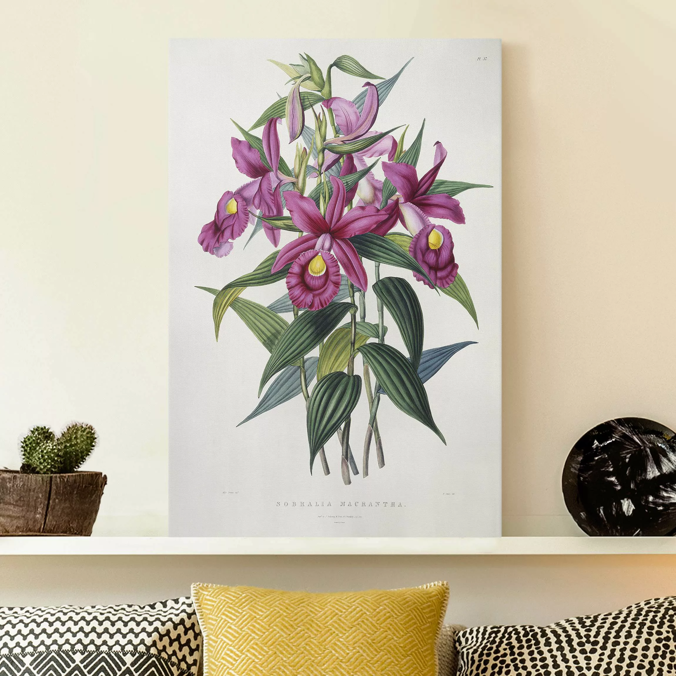 Leinwandbild Maxim Gauci - Orchidee I günstig online kaufen