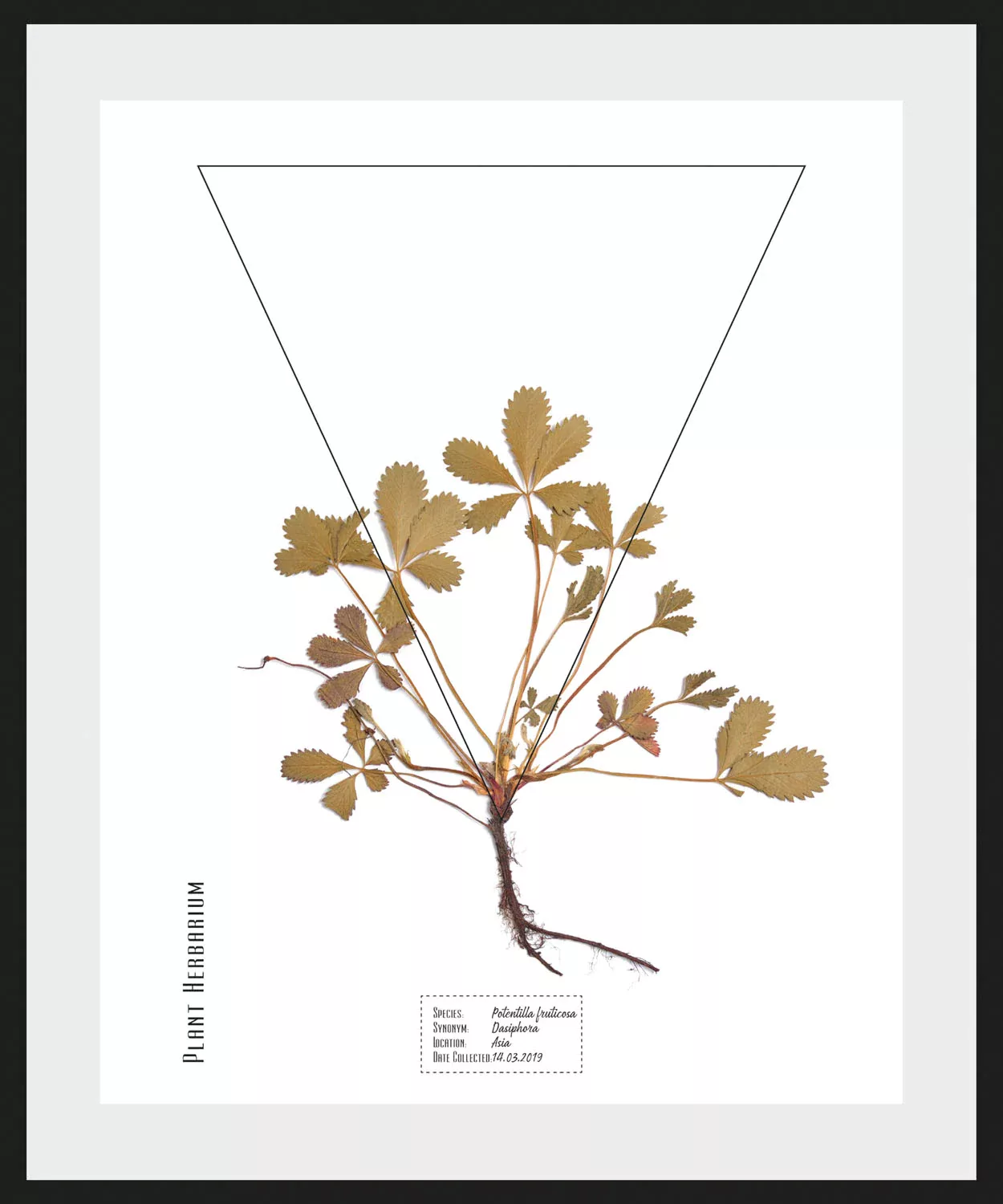 queence Bild »Potentilla fruticosa«, (1 St.) günstig online kaufen