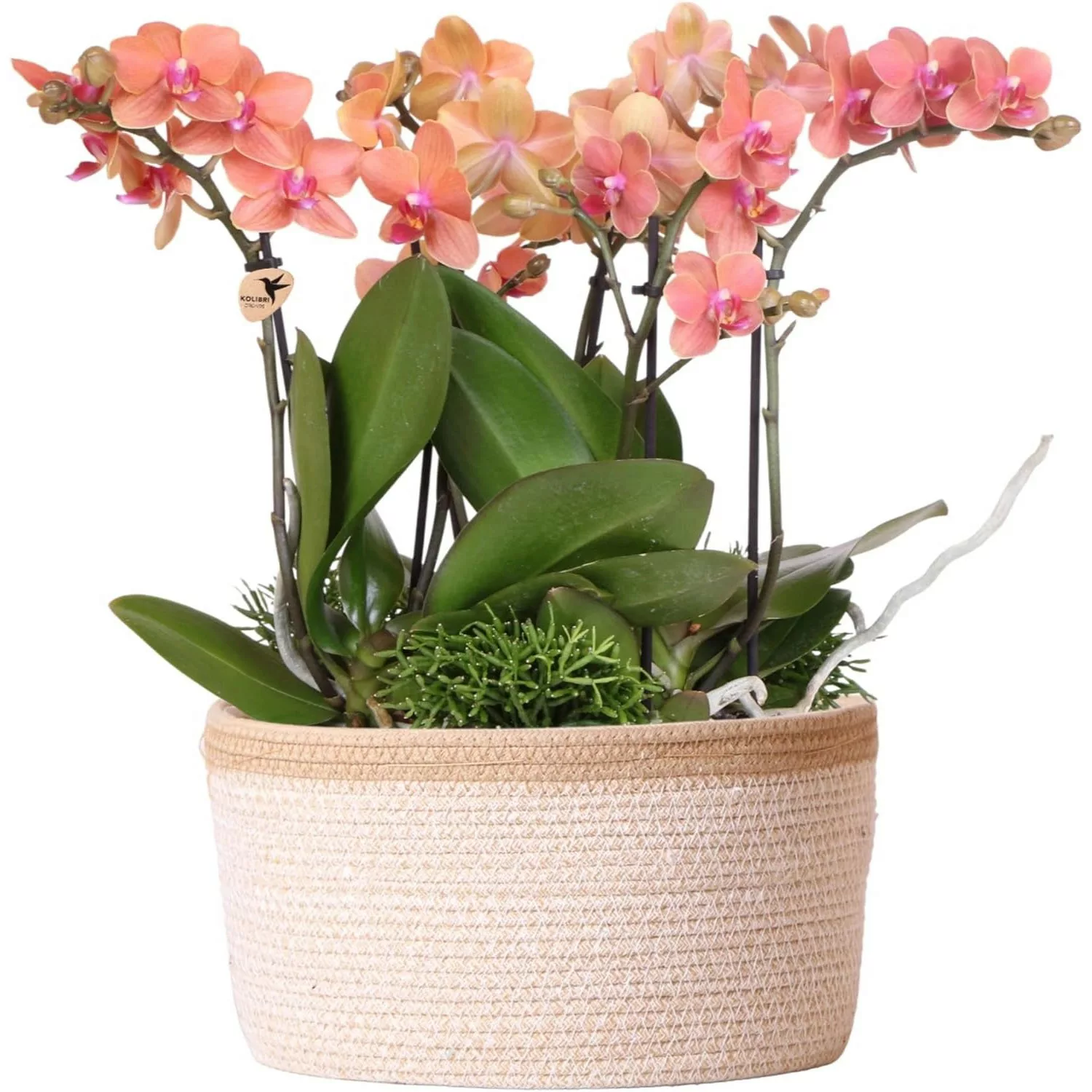 Kolibri Orchids Pflanzenset inkl. Wassertank Drei Orchideen Bozen 9cm & Dre günstig online kaufen