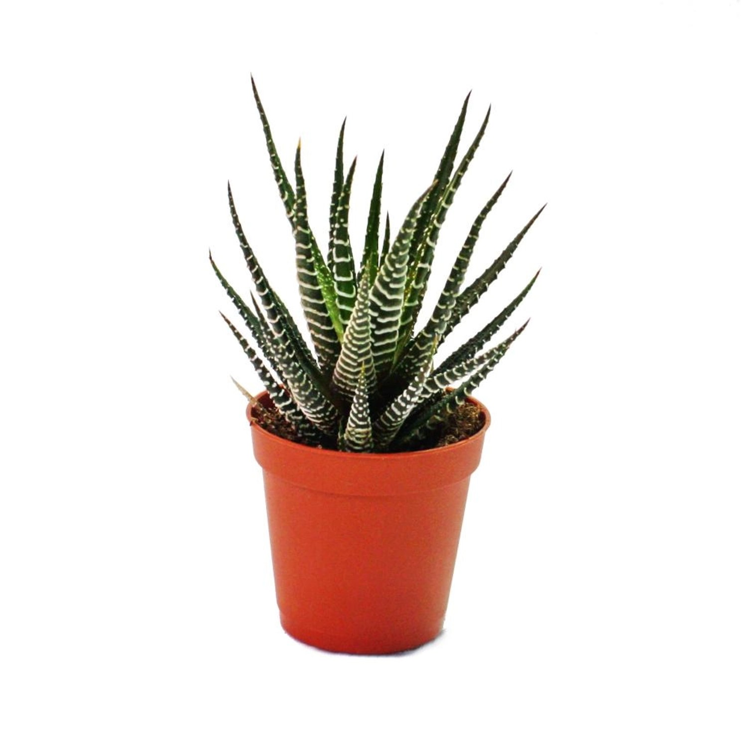 Exotenherz Haworthia Fasciata Kleine Pflanze im 5,5cm Topf günstig online kaufen