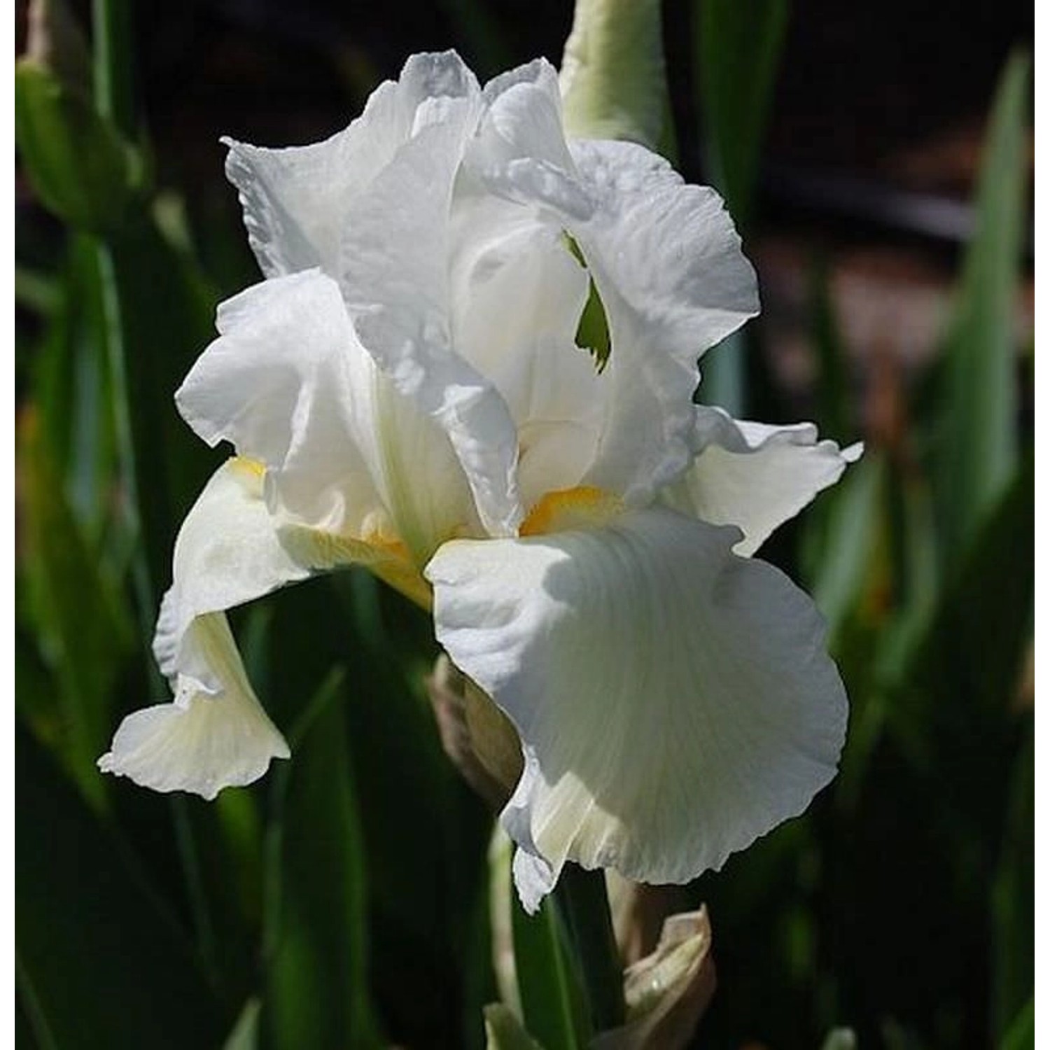 Schwertlilie Cliffs of Dover - Iris barbata günstig online kaufen