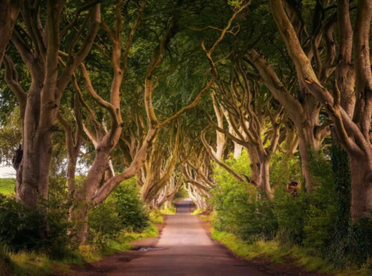 Papermoon Fototapete »Dark Hedges Tree Tunnel« günstig online kaufen