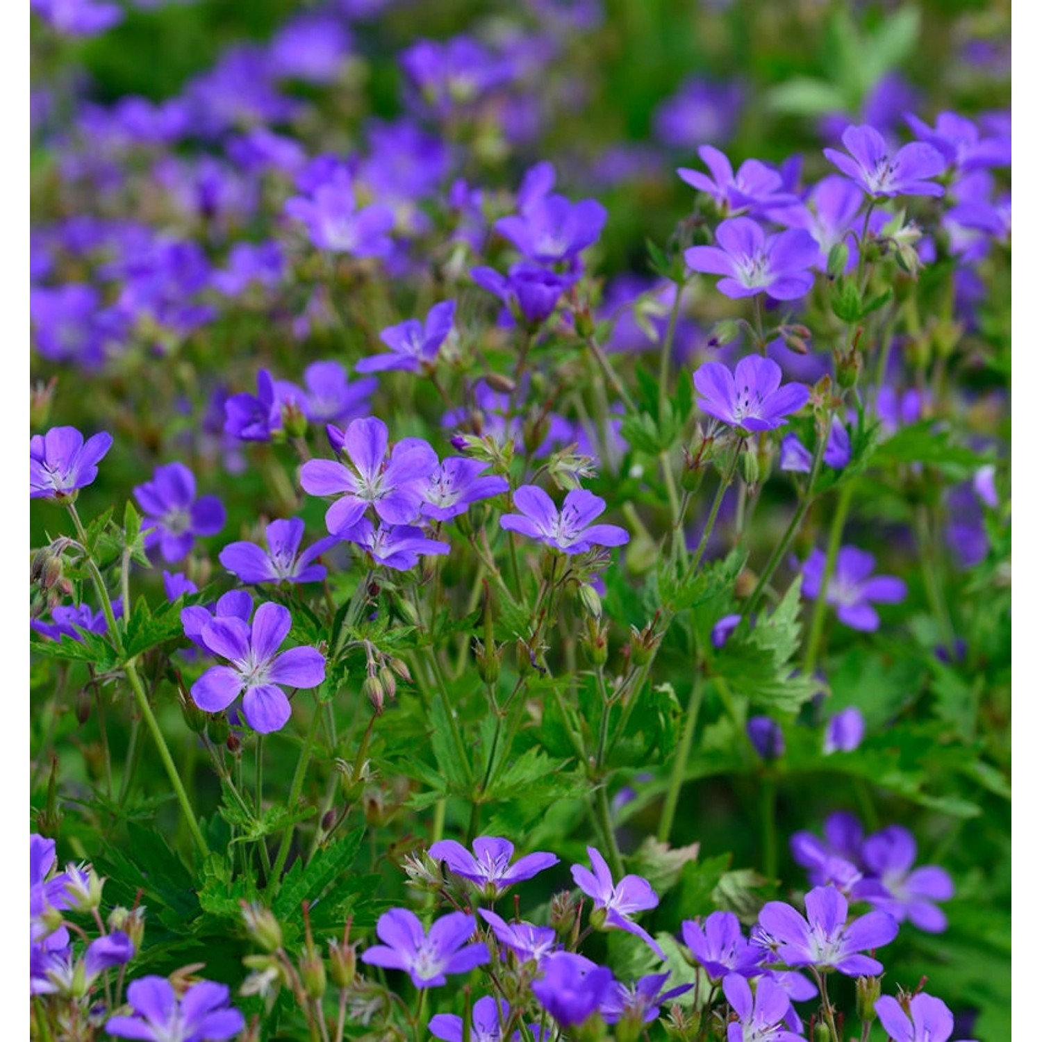 Waldstorchschnabel Mayflower - Geranium sylvaticum günstig online kaufen