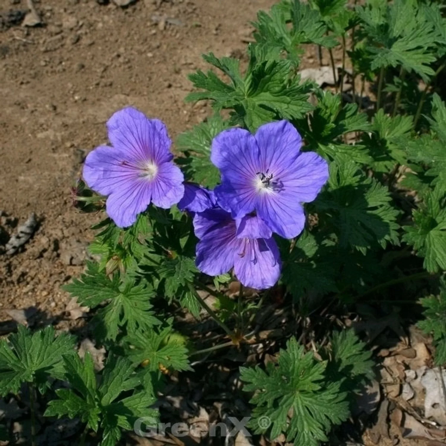 Storchenschnabel Havanna Blues - Geranium wallichianum günstig online kaufen