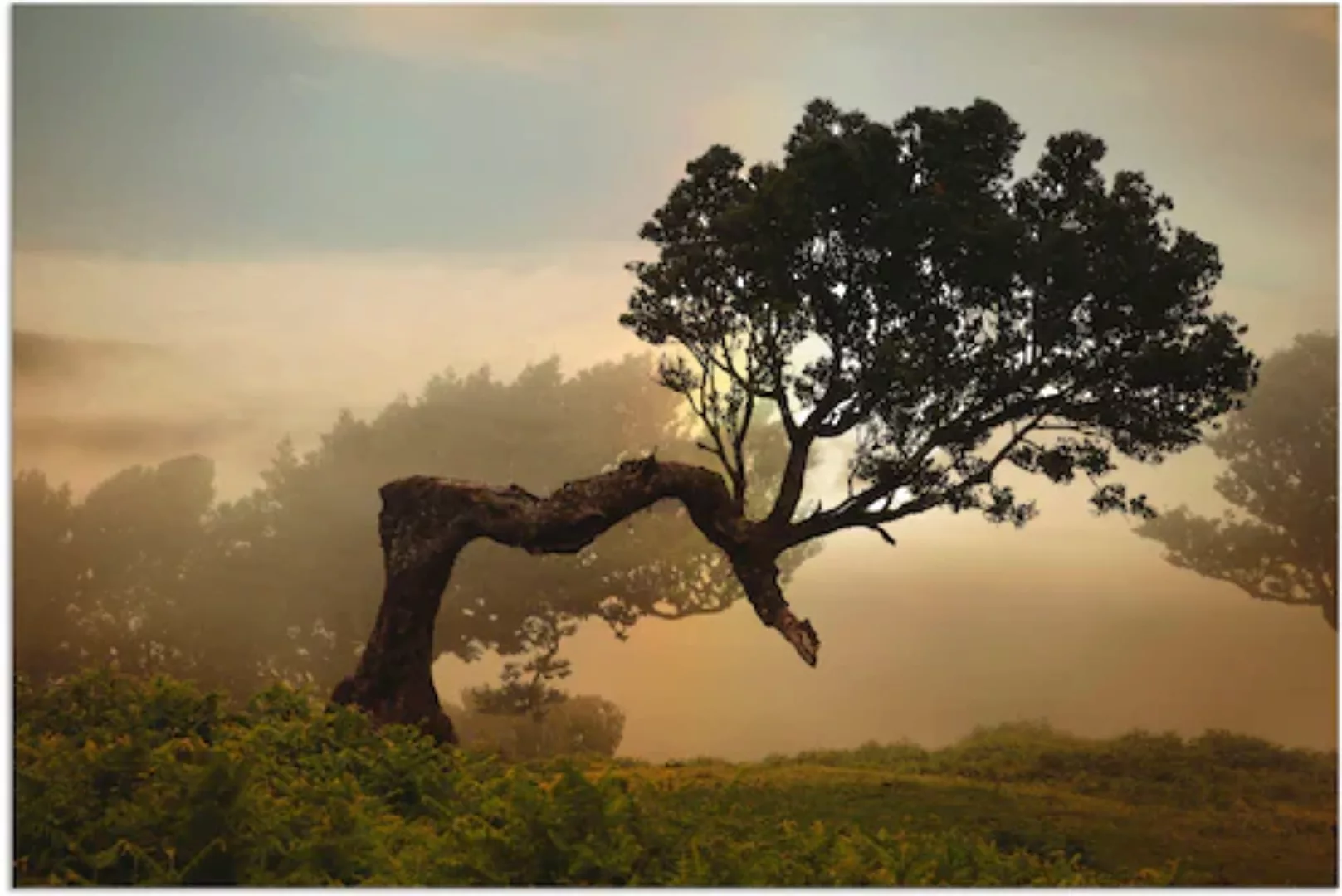 Artland Wandbild "Lorbeerbaum", Bäume, (1 St.), als Alubild, Outdoorbild, L günstig online kaufen