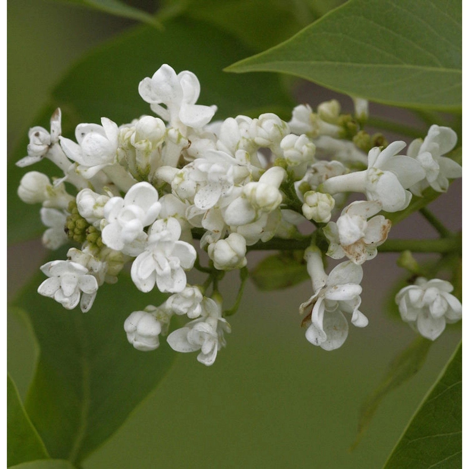 Edelflieder Angel White - Kircher-Collection 40-60cm - Syringa hyacinthiflo günstig online kaufen