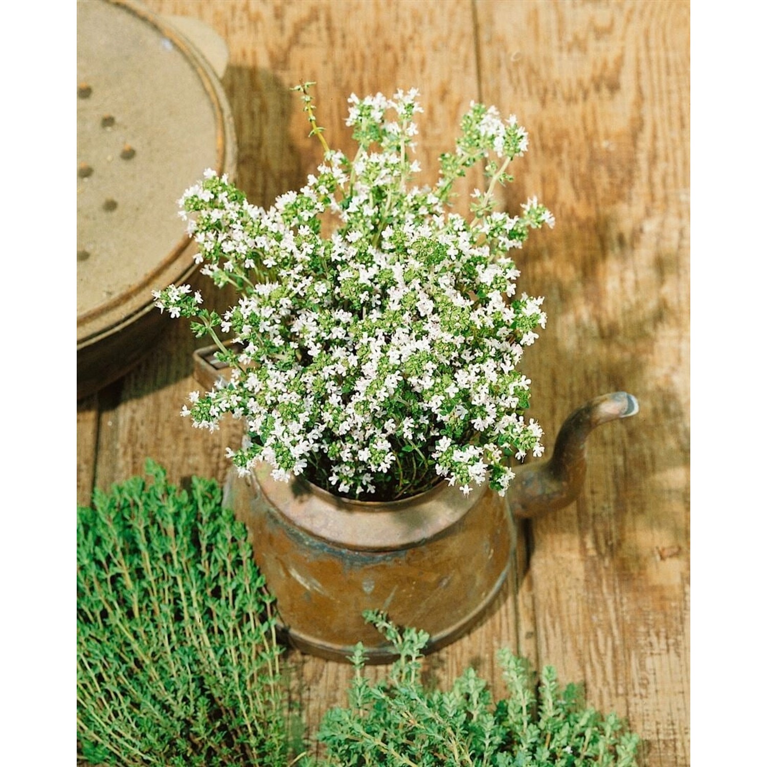 Thymus Vulgaris Pinewood Echter Thymian Ca. 9x9 cm Topf günstig online kaufen