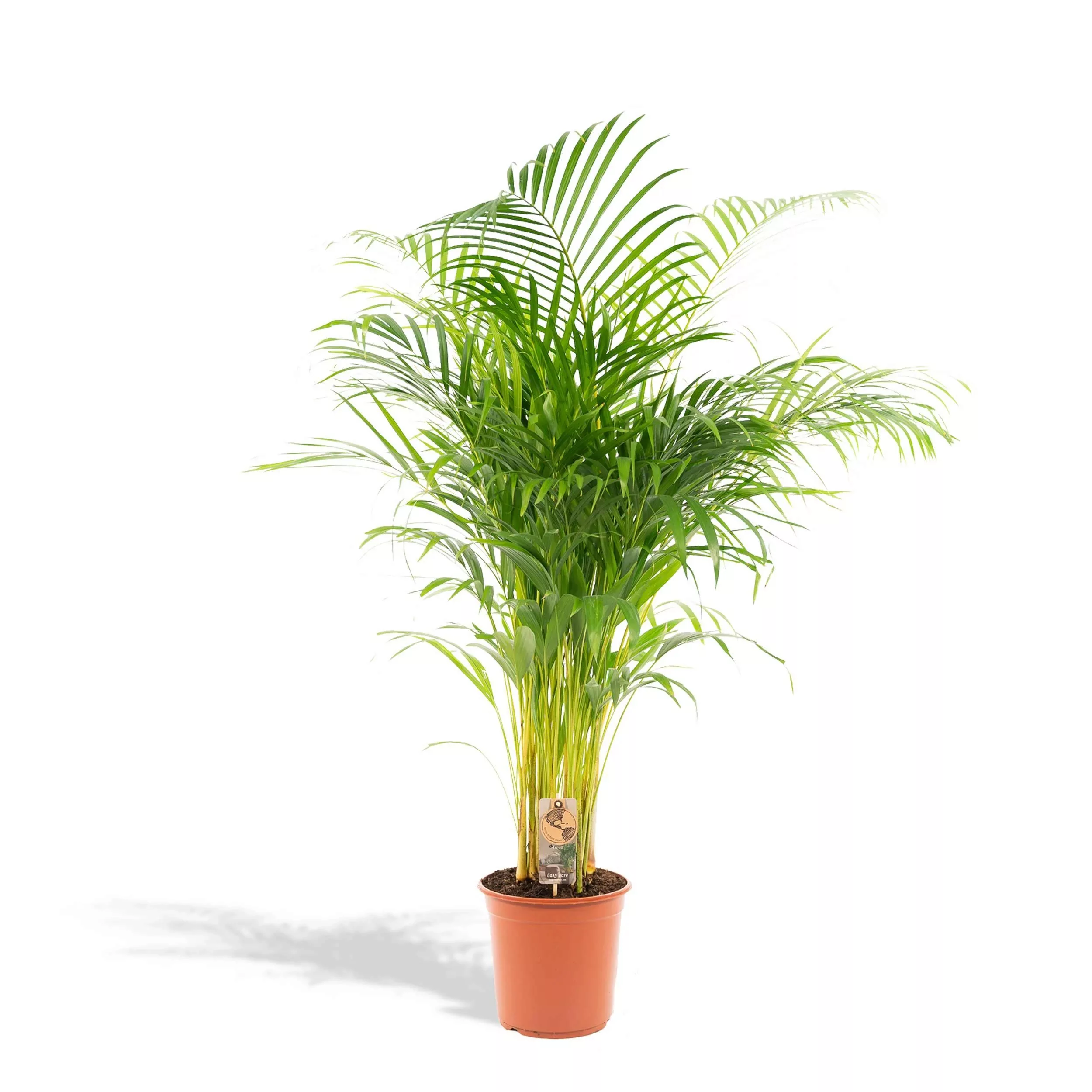 Hello Plants | Dypsis Lutescens Lucia günstig online kaufen