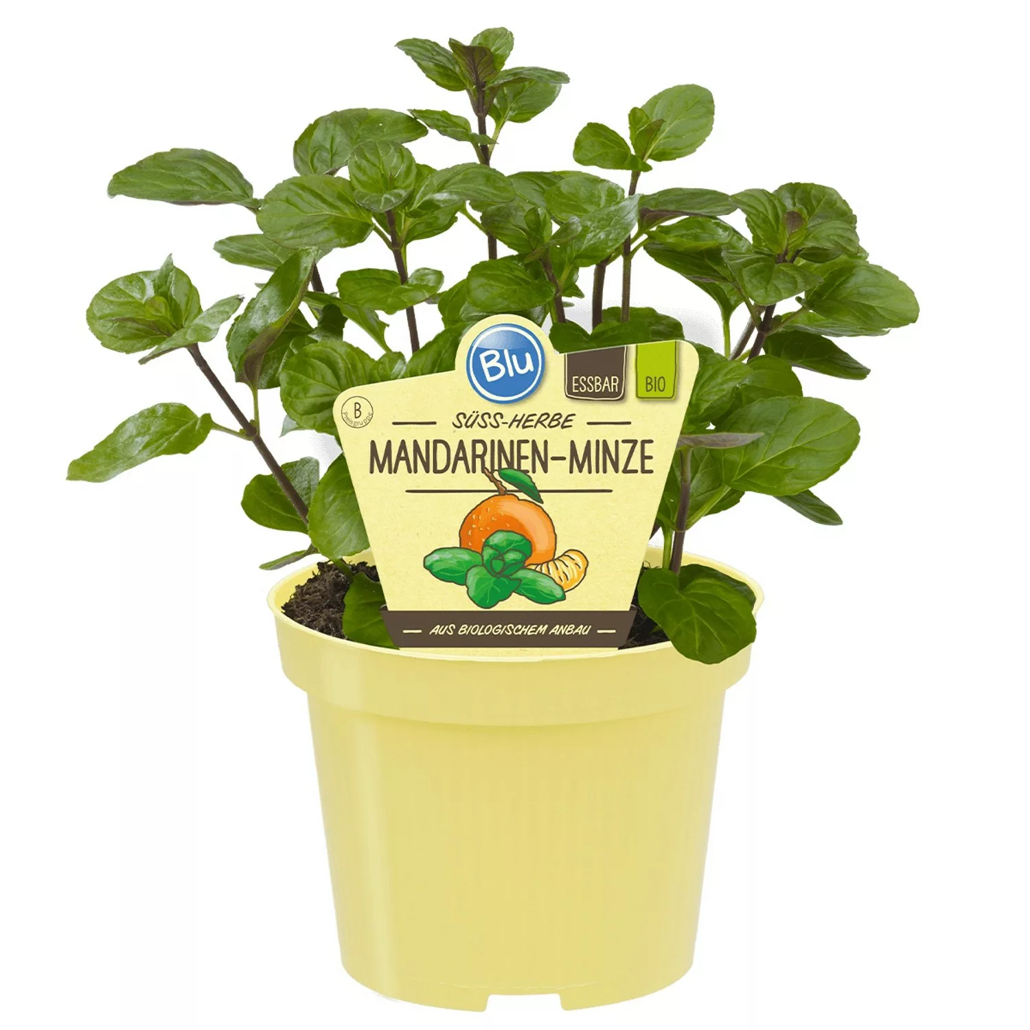 Blu Bio-Mandarinen-Minze Topf-Ø ca. 12 cm Mentha günstig online kaufen